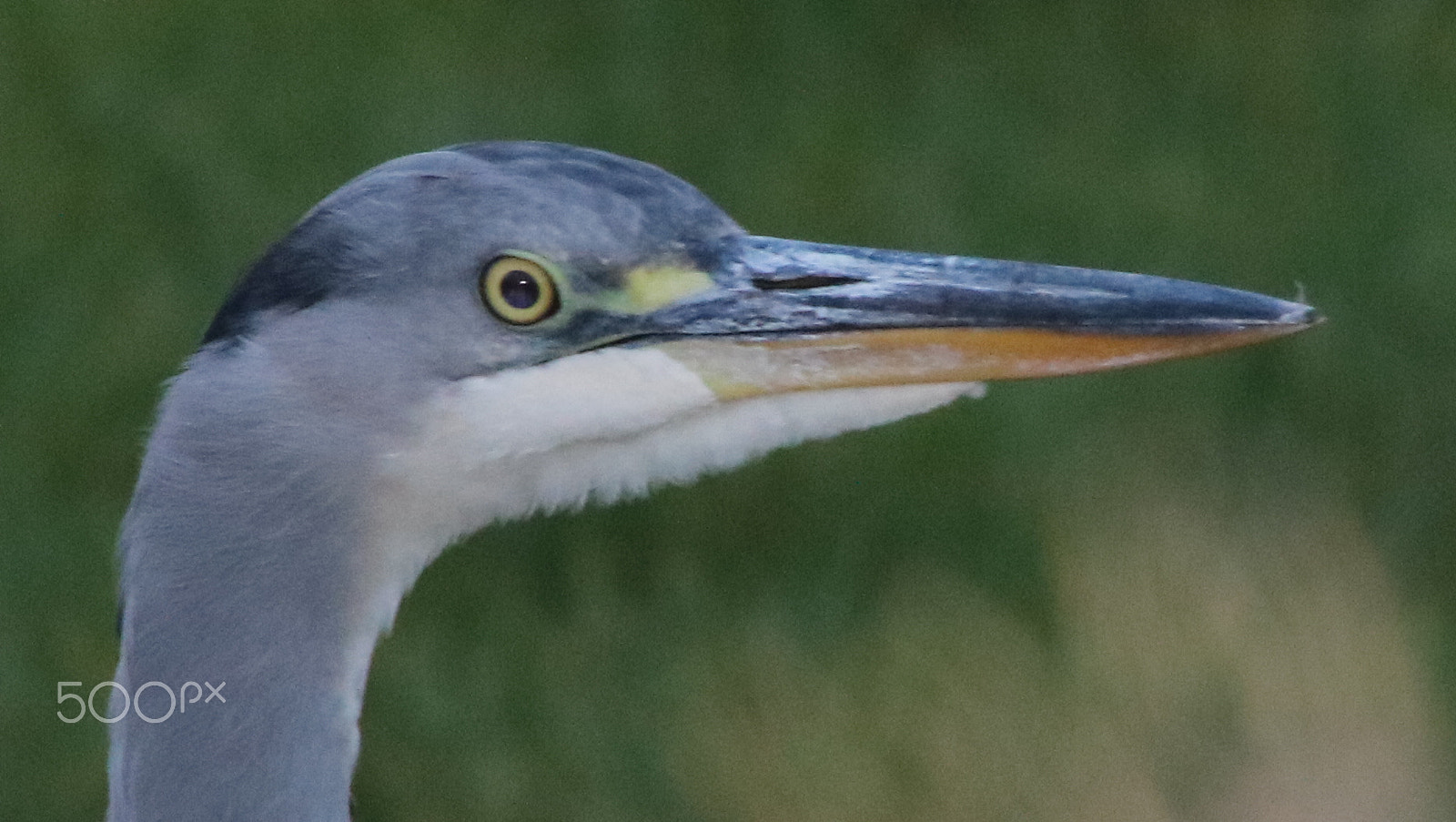 Canon EOS 750D (EOS Rebel T6i / EOS Kiss X8i) sample photo. Reiger photography