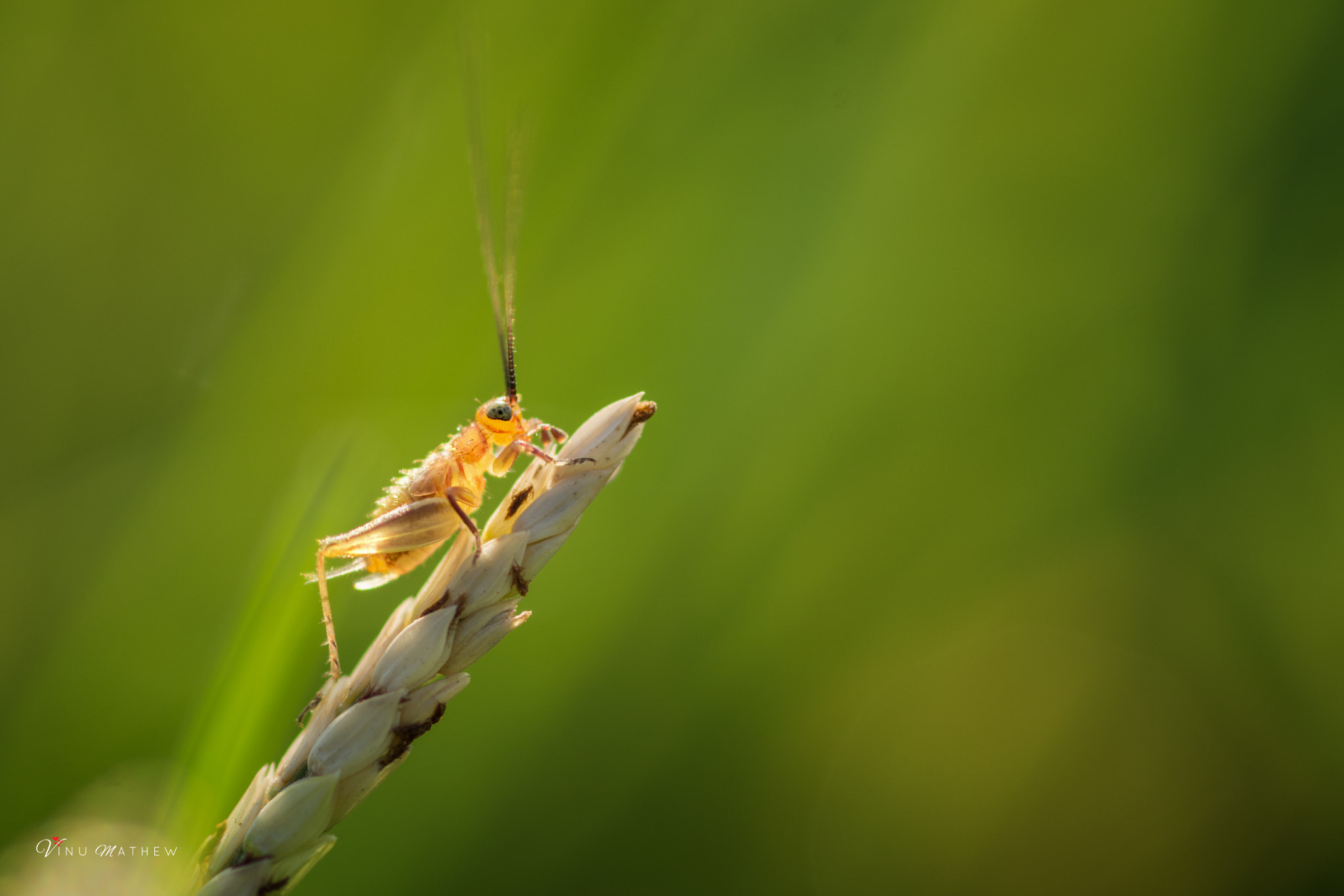 Nikon D7200 + Tokina AT-X Pro 100mm F2.8 Macro sample photo. A bug's life photography