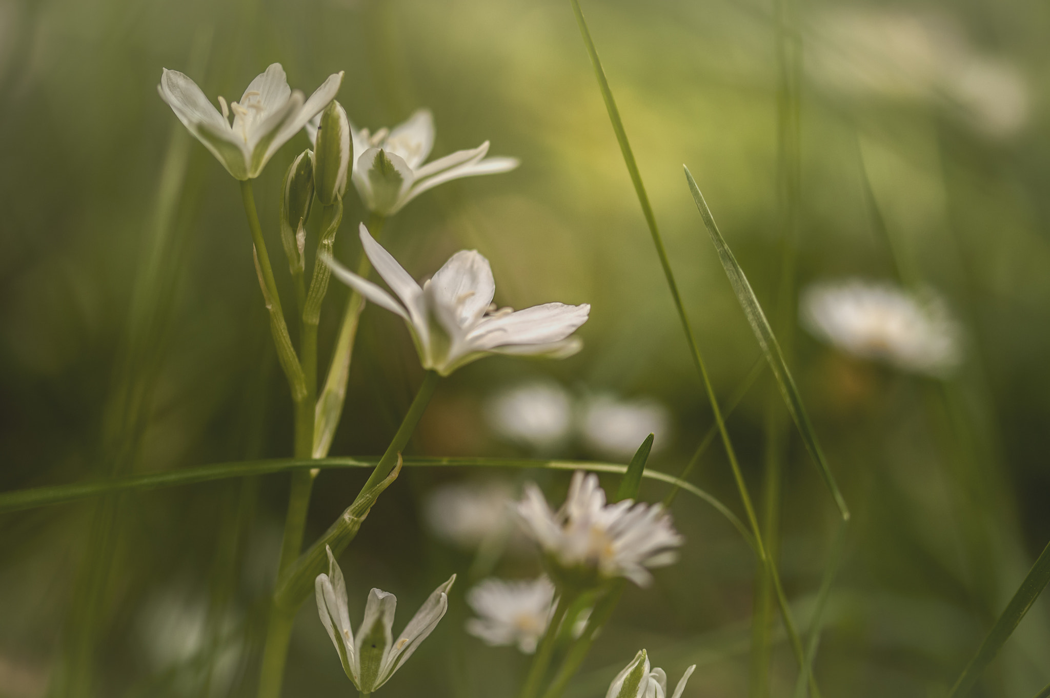 Sigma 105mm F2.8 EX DG OS HSM sample photo. Ve0021 photography