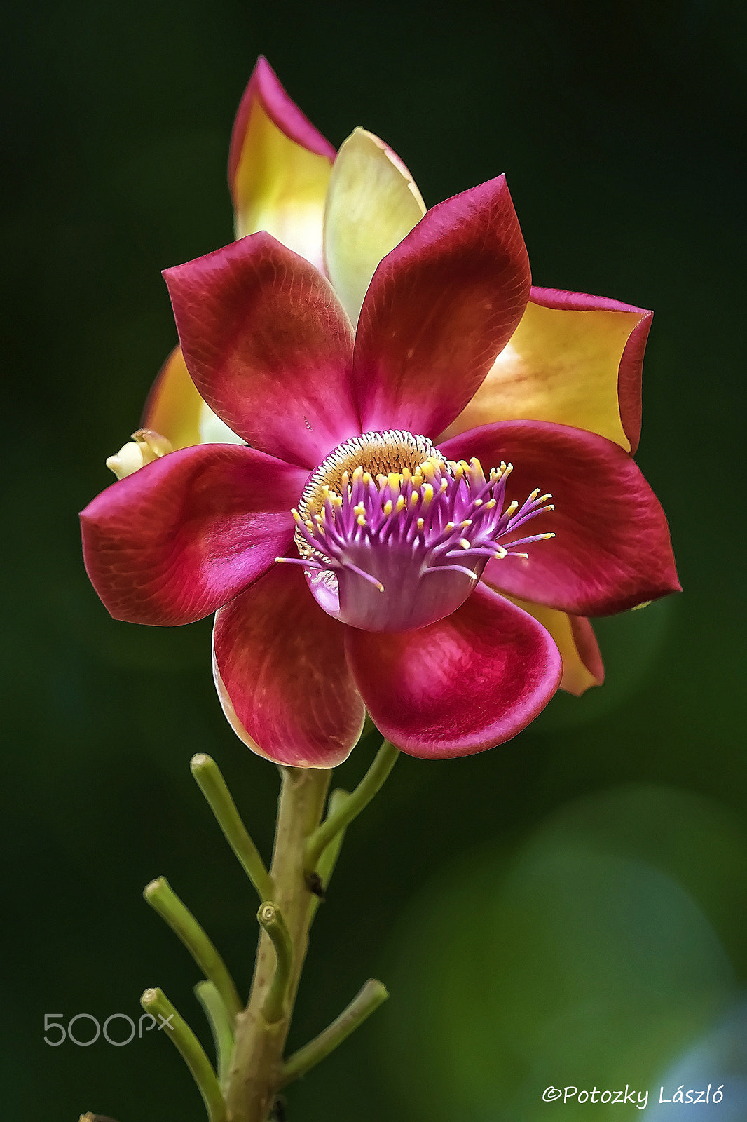 Olympus OM-D E-M1 sample photo. Cannonball tree flower photography