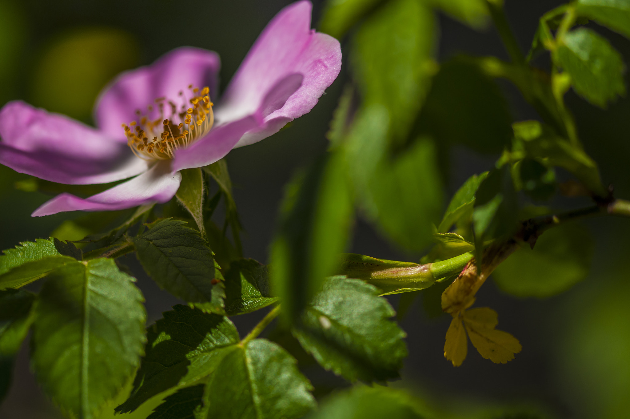 Sigma 105mm F2.8 EX DG OS HSM sample photo. Ro0021 photography