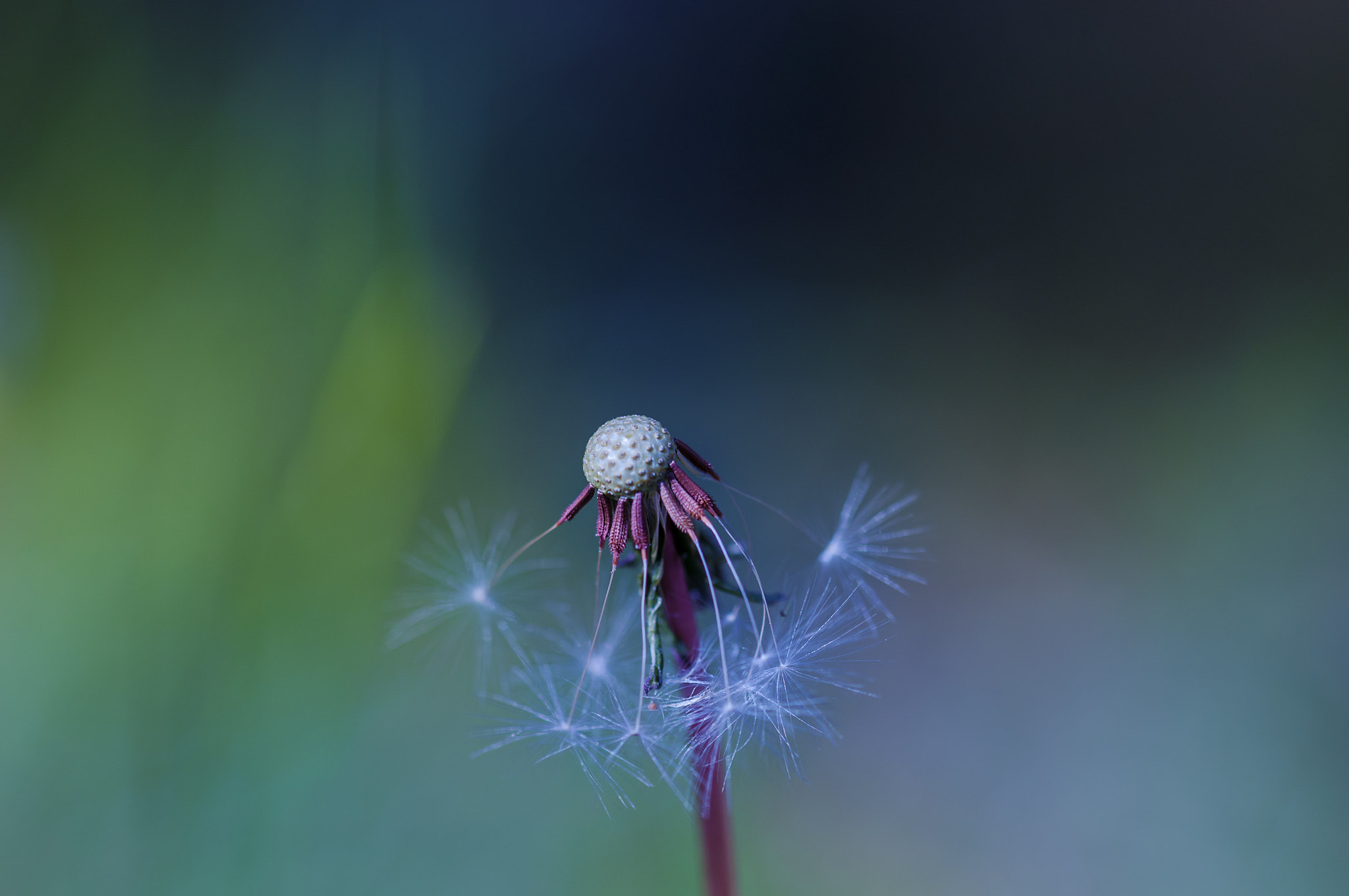 Sigma 105mm F2.8 EX DG OS HSM sample photo. Dl001l photography