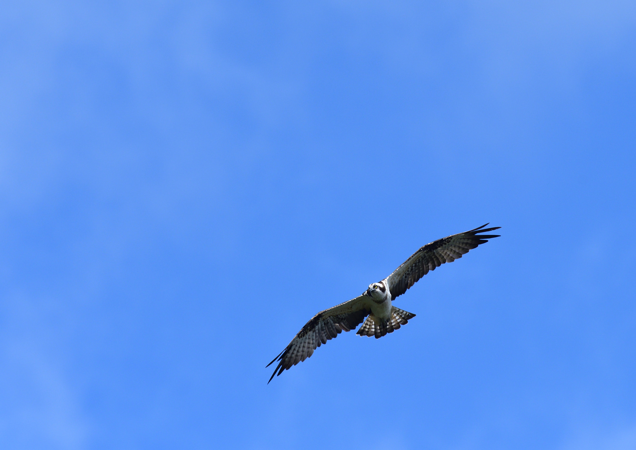 Nikon D500 sample photo. Osprey photography