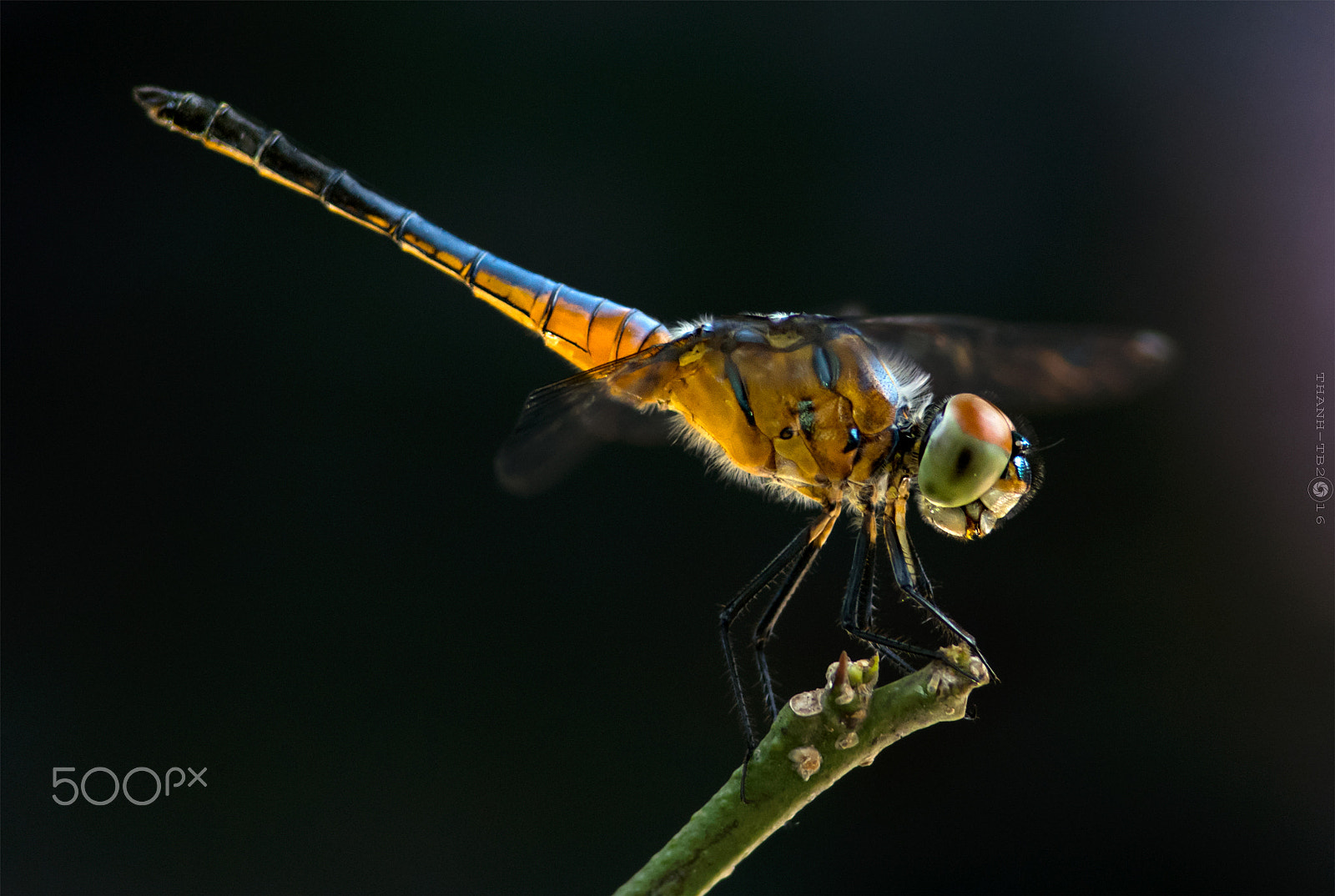 Nikon D7100 + Nikon AF Nikkor 180mm F2.8D ED-IF sample photo. Dsc photography