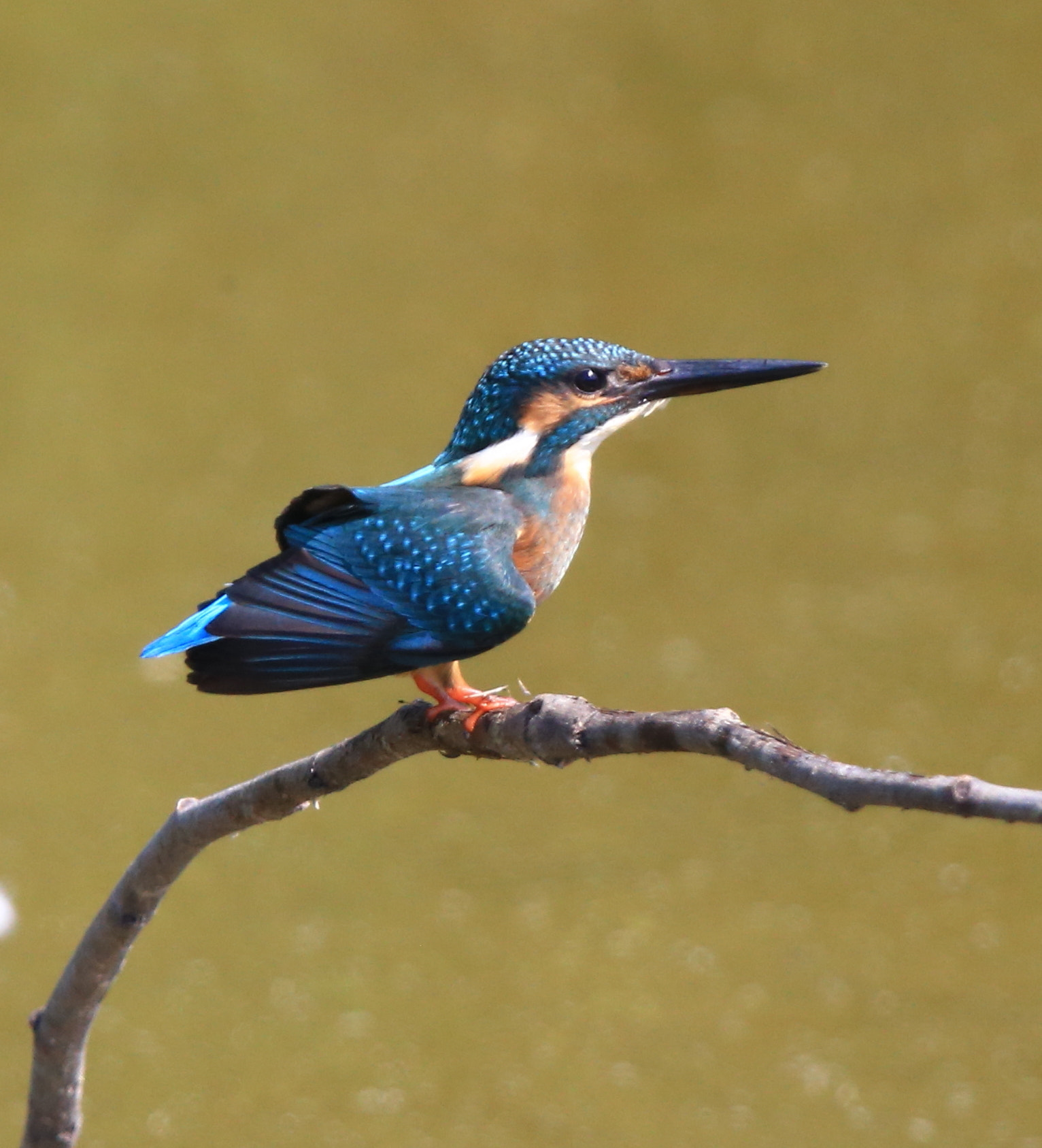 Canon EF 600mm F4L IS II USM sample photo. 247 photography