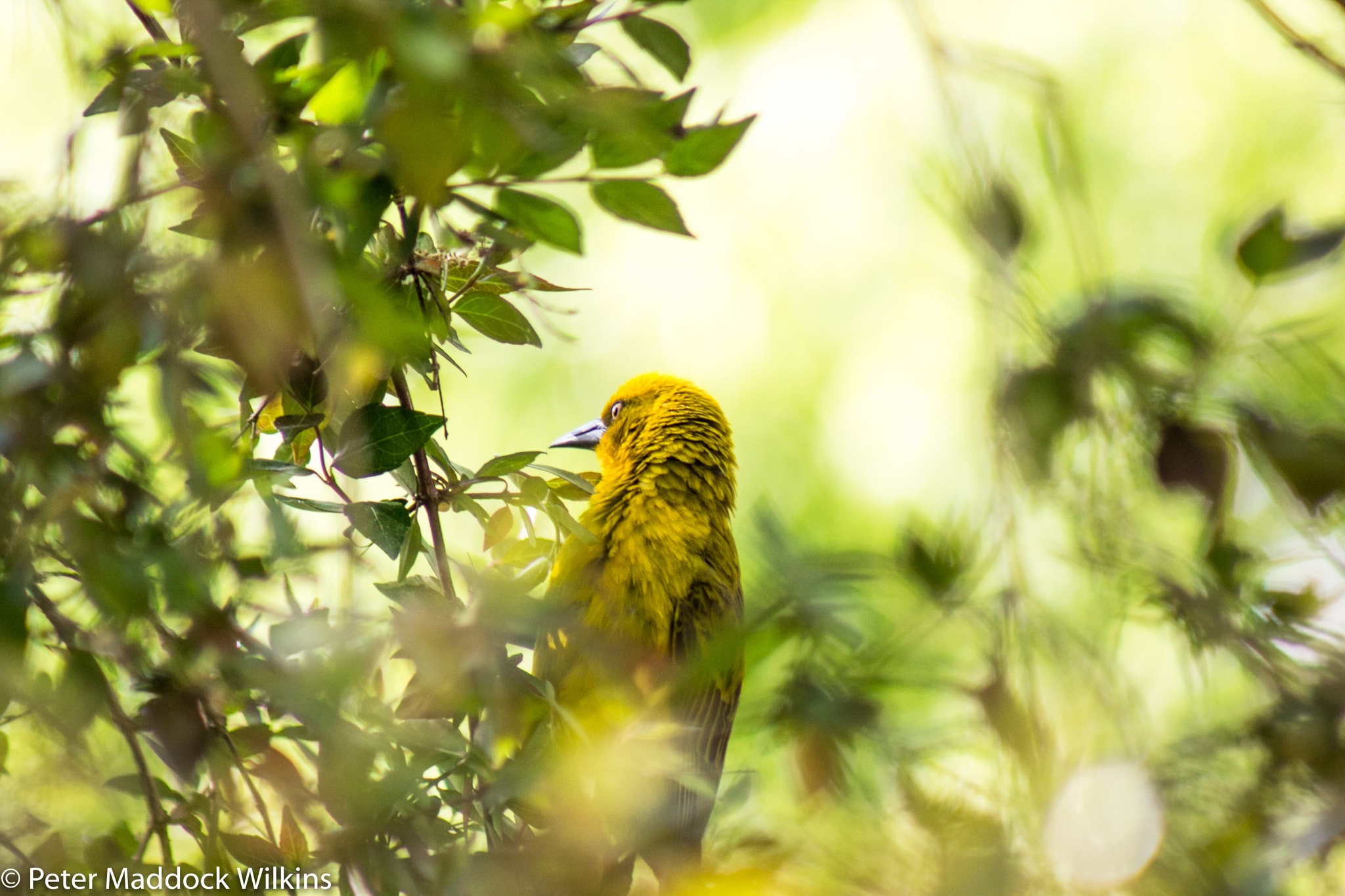 Canon EF 75-300mm f/4-5.6 USM sample photo. Weavers photography