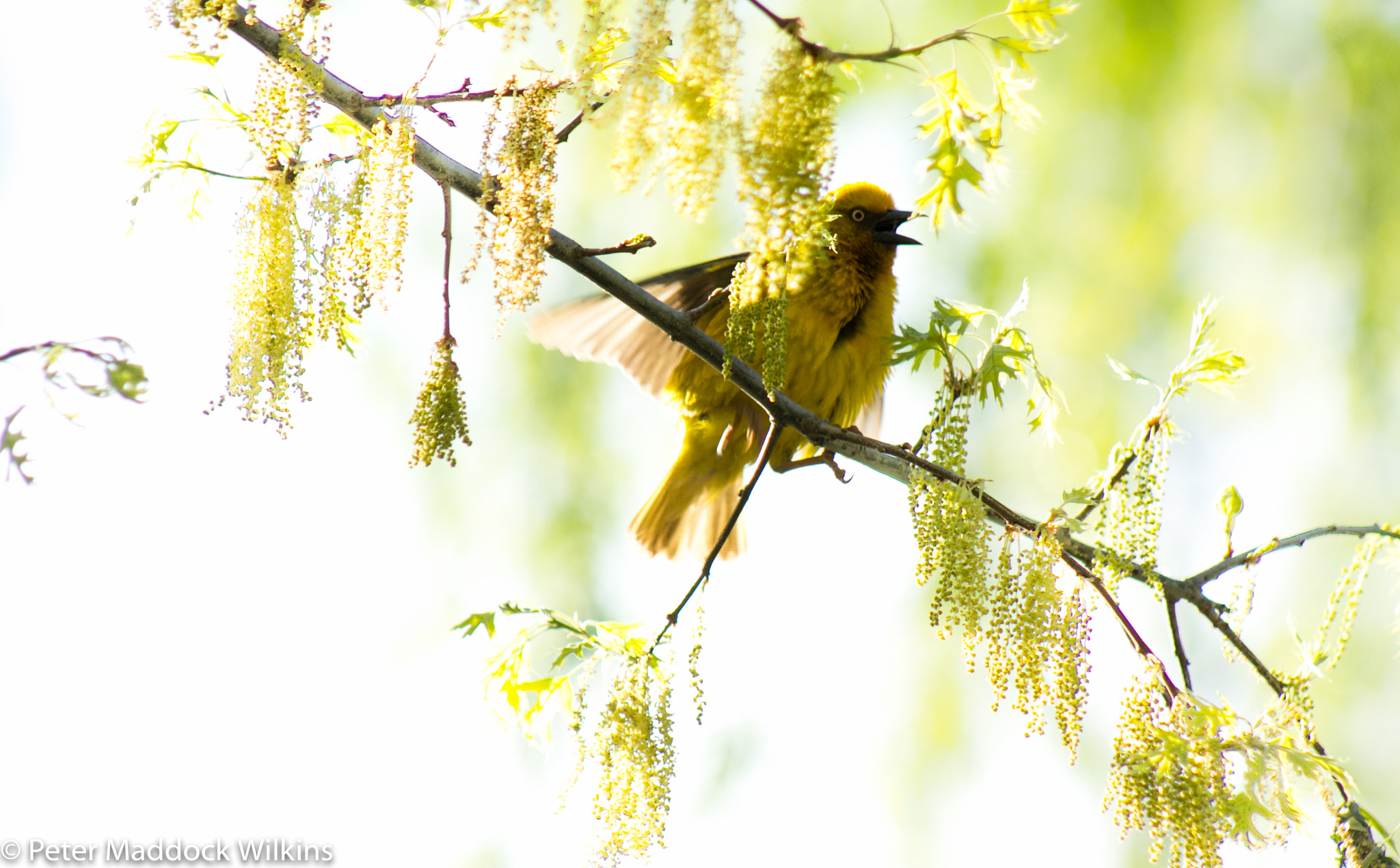 Canon EF 75-300mm f/4-5.6 USM sample photo. Weavers photography