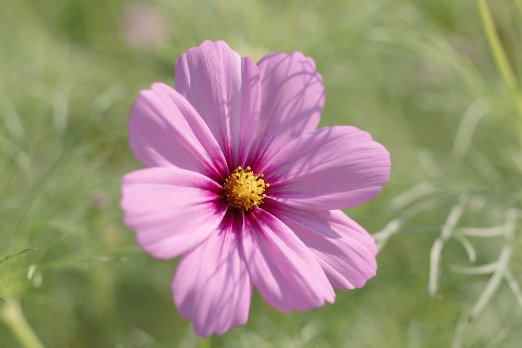 Pentax K-3 + Pentax smc DA* 55mm F1.4 SDM sample photo. コスモス photography