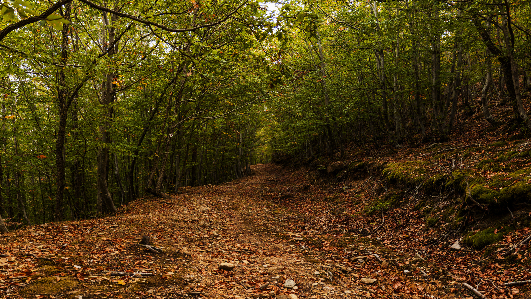 Fujifilm FinePix S6000fd sample photo. Dirt road in the forest photography