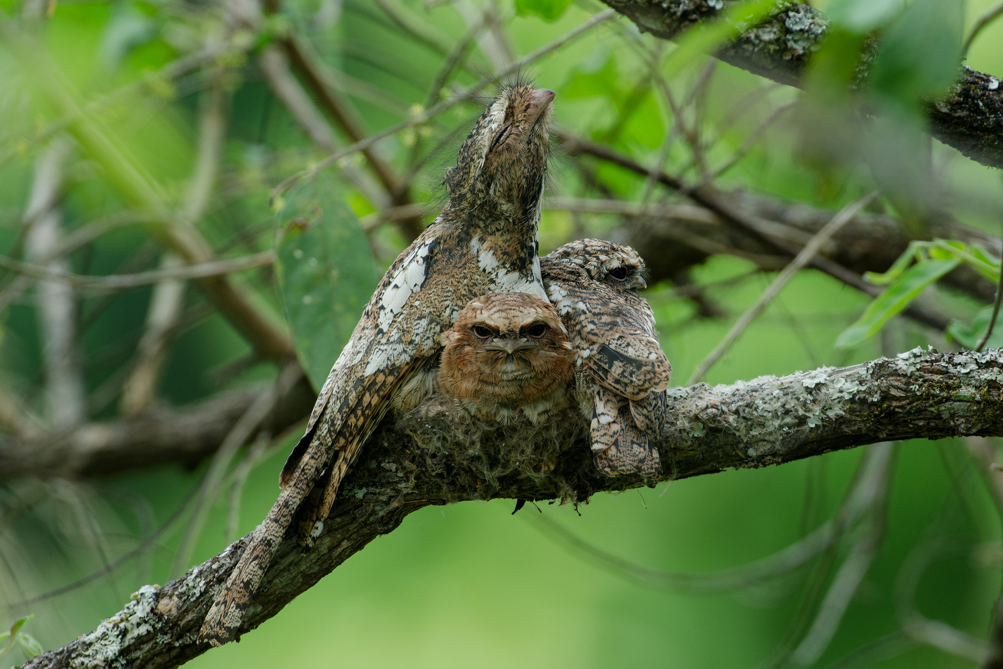 Nikon D7000 sample photo. Hodgson's frogmouth nesting photography