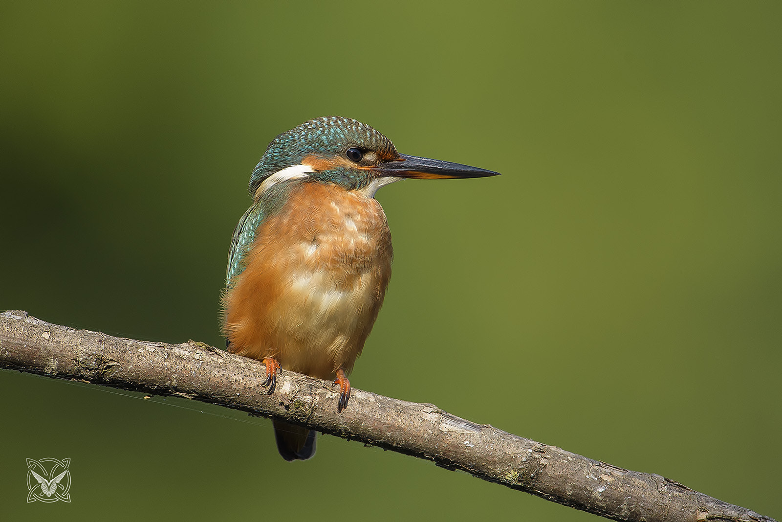 Nikon D4S + Nikon AF-S Nikkor 600mm F4G ED VR sample photo. Alcedo atthis - martin pescatore - kingfisher - ♀ photography