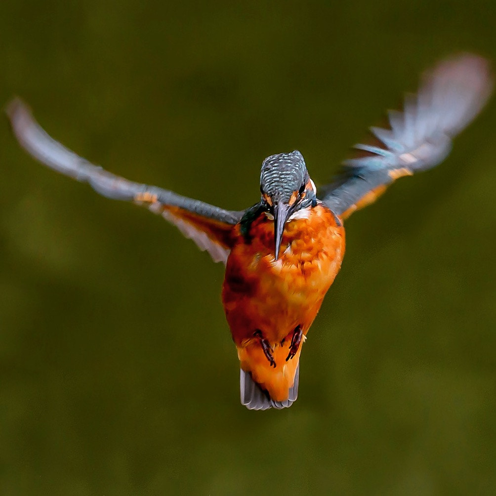 Nikon D800 + Nikon AF-S Nikkor 500mm F4G ED VR sample photo