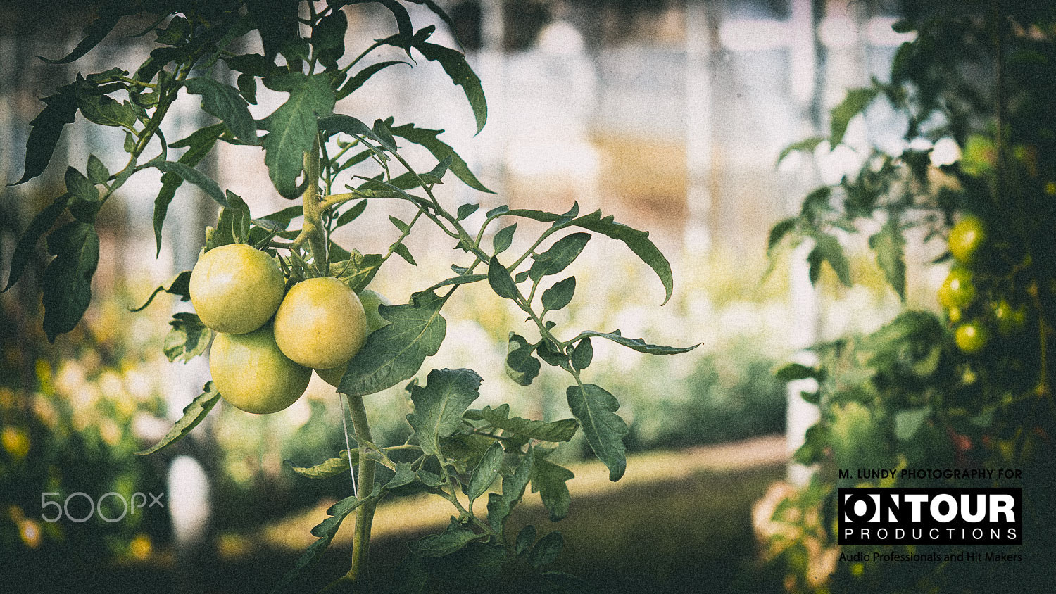 Panasonic Lumix DMC-GH4 sample photo. Green tomatos photography