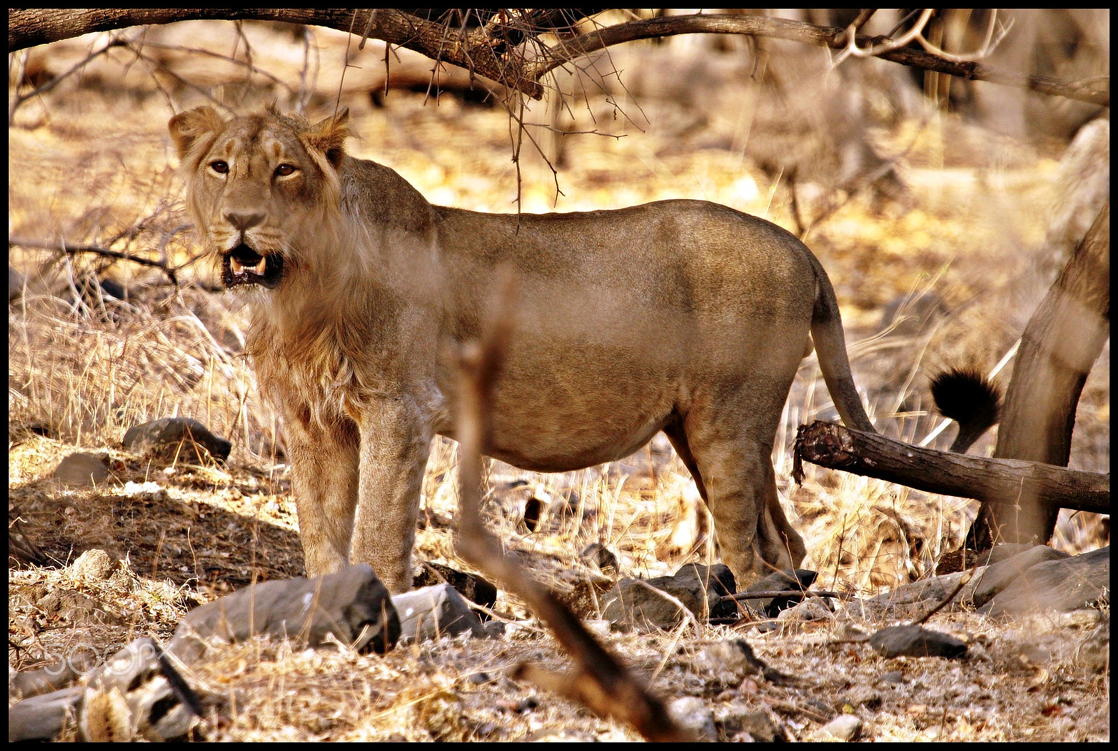 Canon EOS 50D + Canon EF 100-400mm F4.5-5.6L IS USM sample photo. The asiatic lion of sasan gir #1 photography