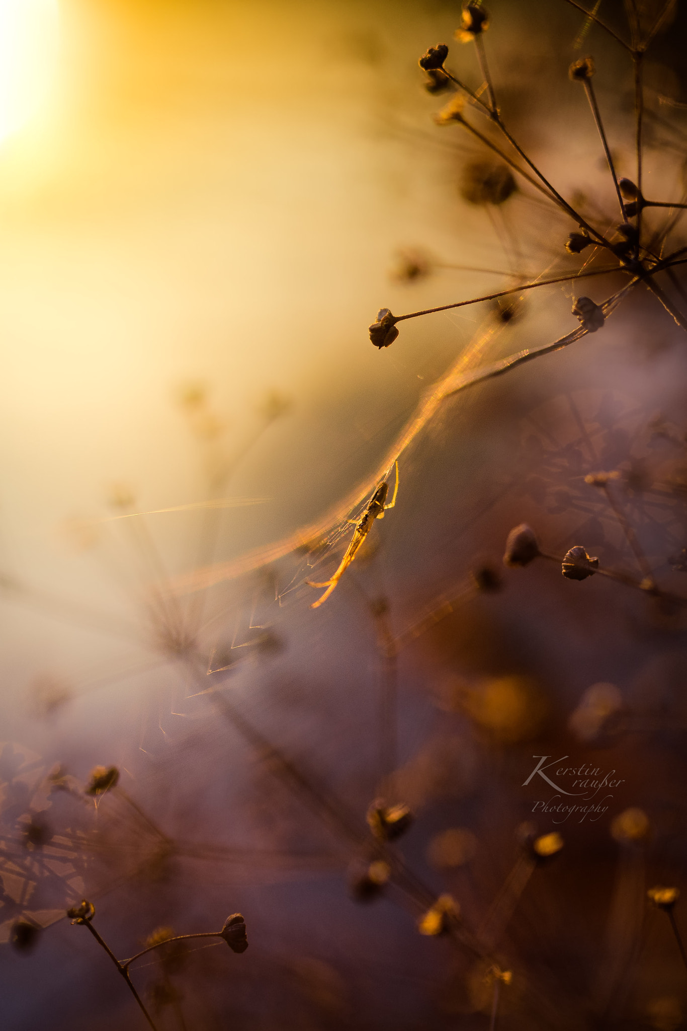 Nikon D7200 + Sigma 35mm F1.4 DG HSM Art sample photo. Spider in the sunset photography