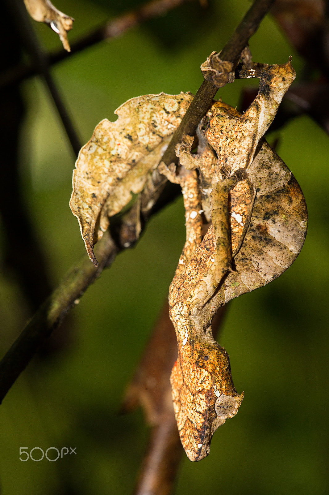 Canon EF 180mm F3.5L Macro USM sample photo. Satanic leaf-tailed gecko photography