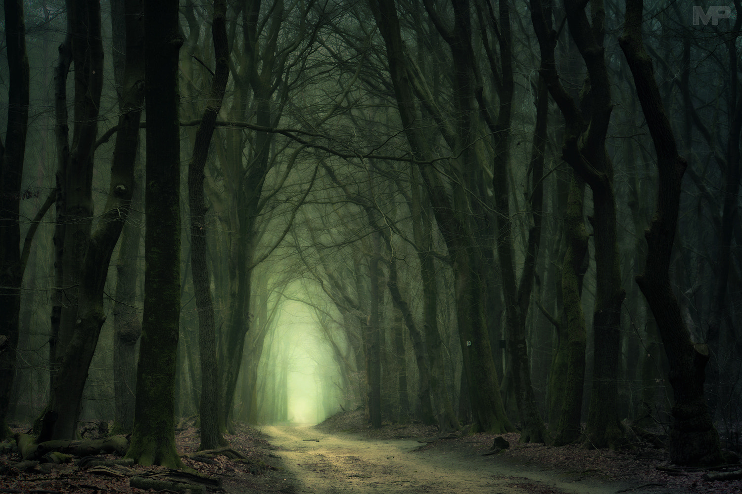 Sony E 18-200mm F3.5-6.3 OSS sample photo. Dark forest photography