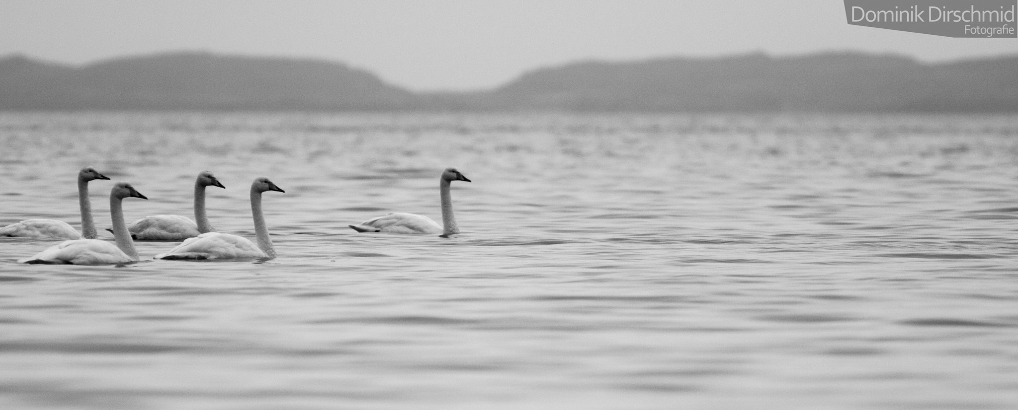 Canon EOS 70D sample photo. Whooper swan photography