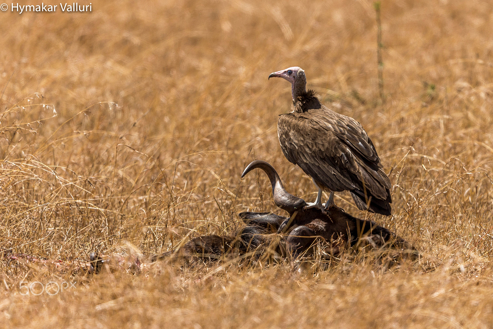 Canon EOS-1D X + Canon EF 500mm F4L IS II USM sample photo. Vulture photography