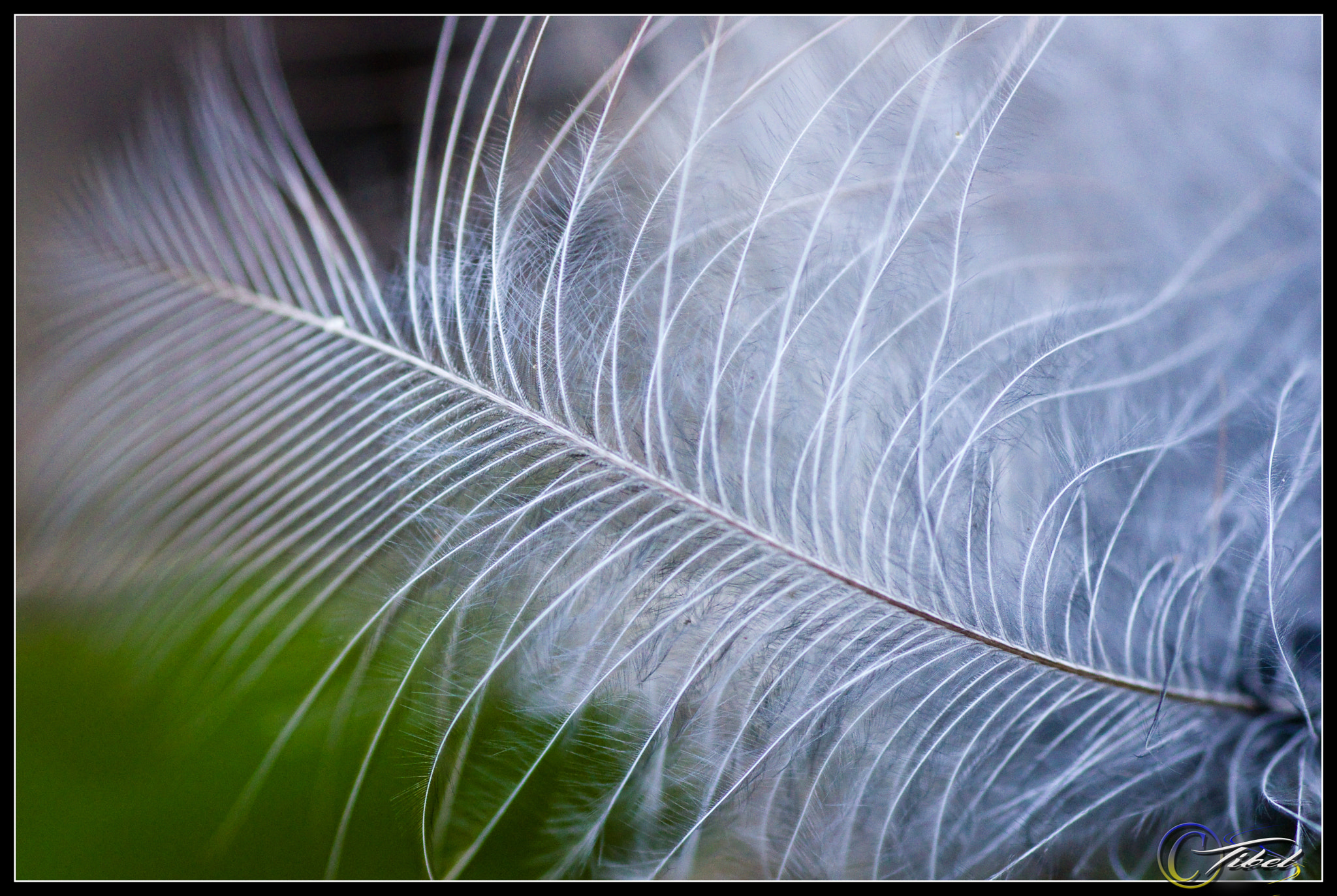 Pentax K-5 sample photo. Fluffy photography