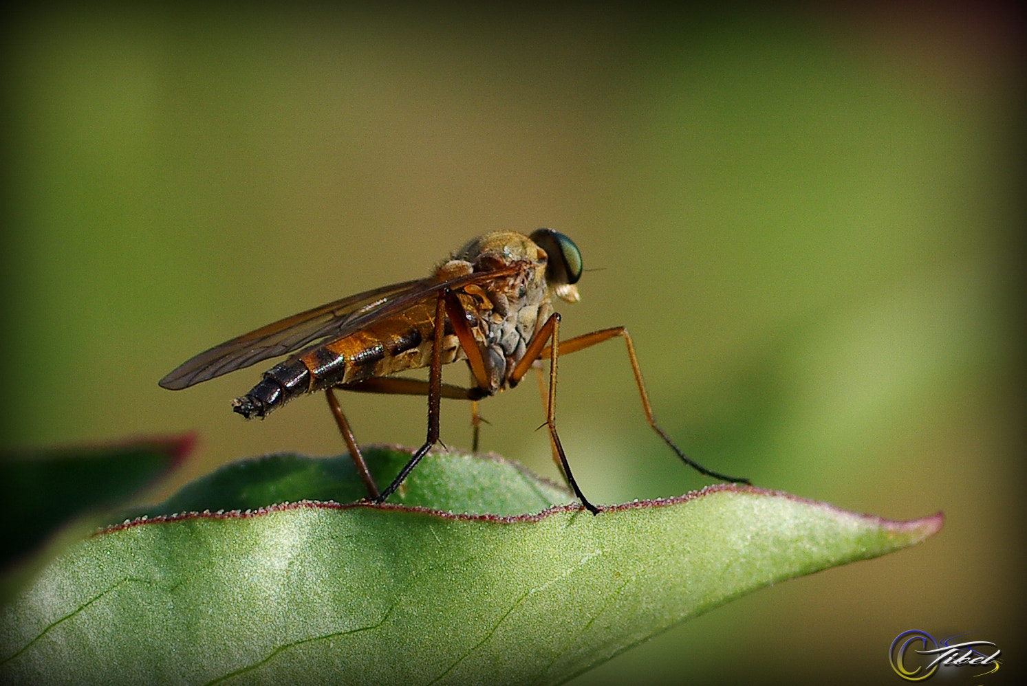 Pentax K-5 + Tamron SP AF 90mm F2.8 Di Macro sample photo. Will i fly ? photography