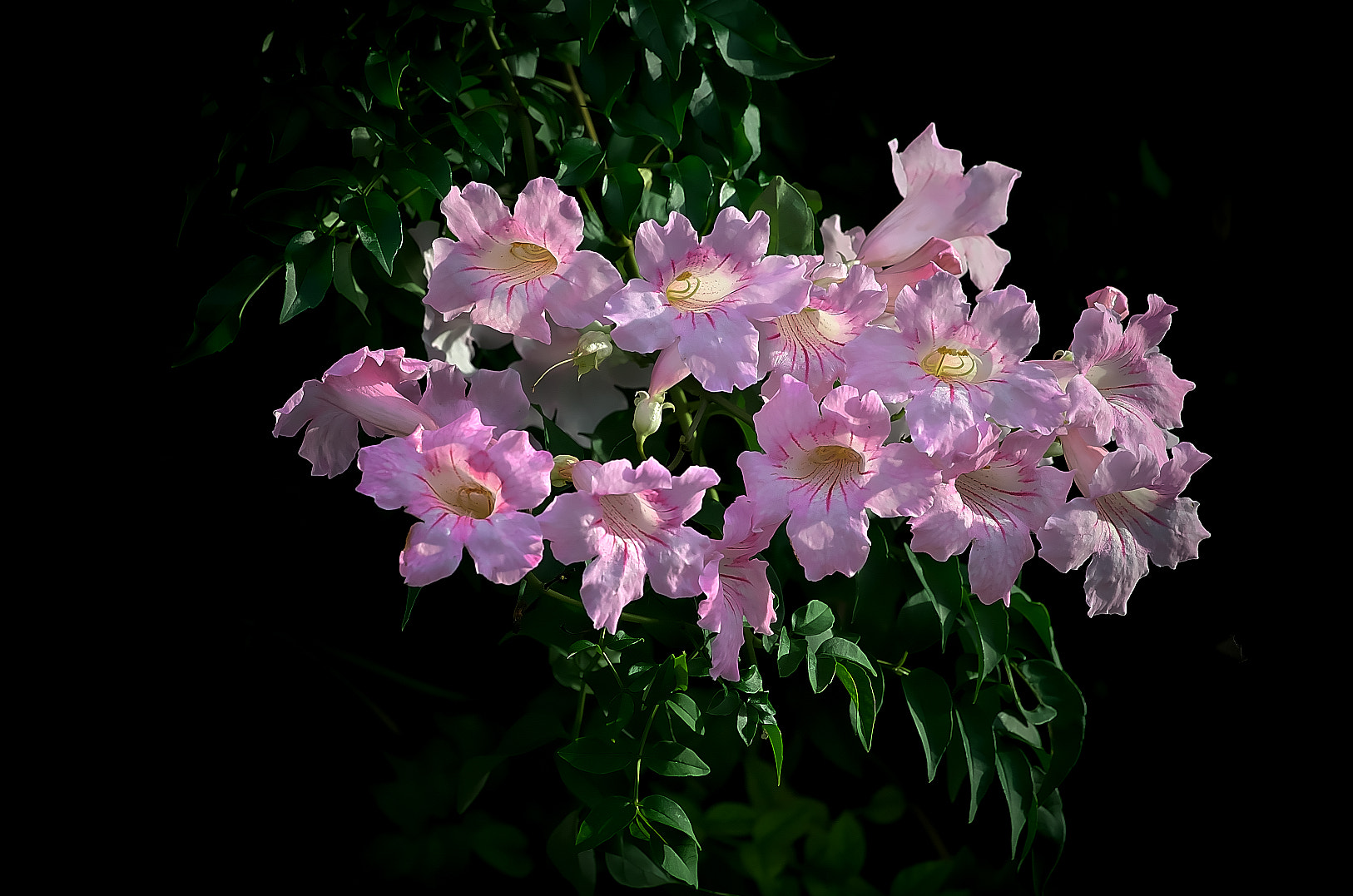 Pentax smc D-FA 100mm F2.8 Macro WR sample photo. Chinese trumpet creeper photography