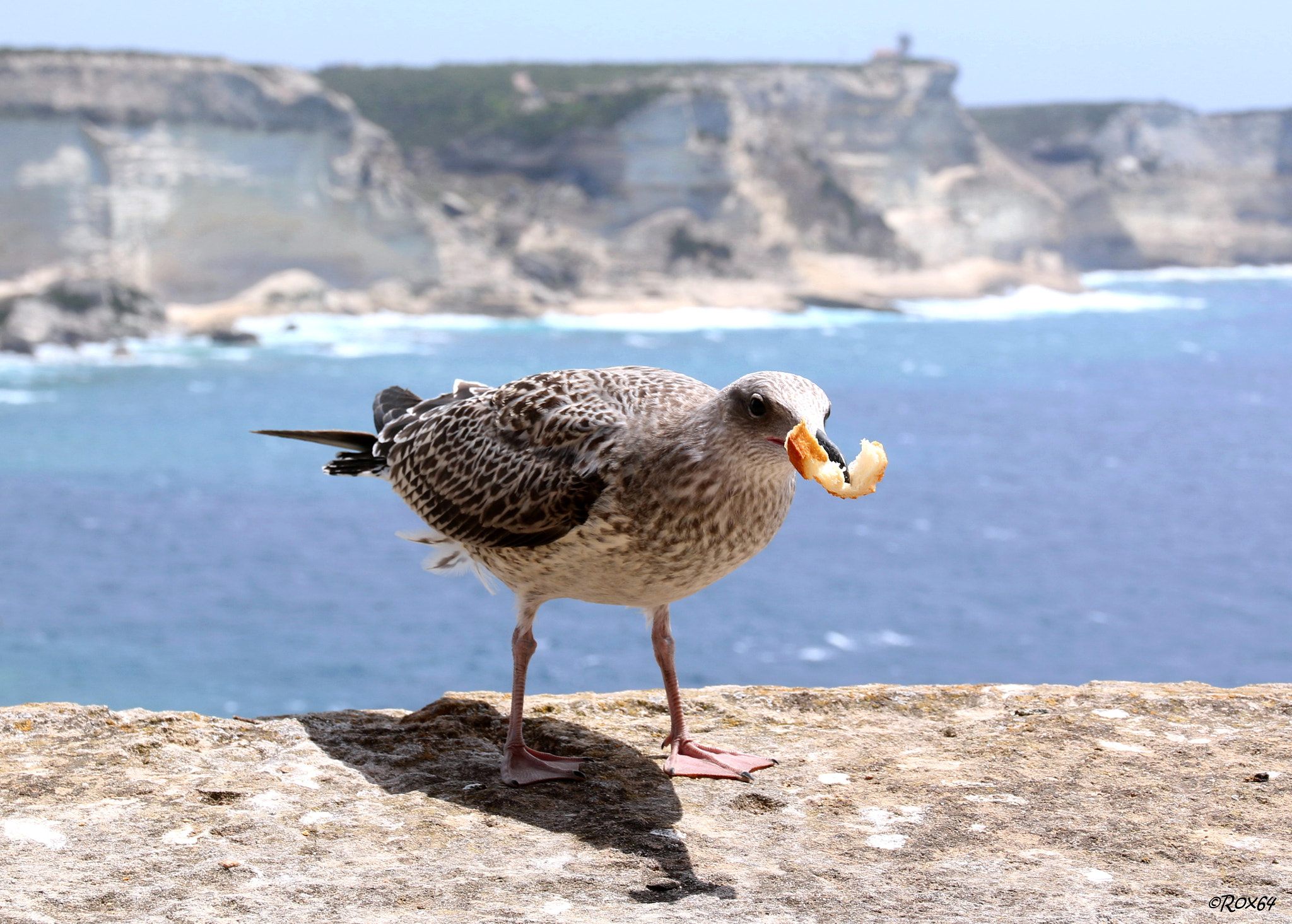 Canon EOS 70D + Canon EF-S 15-85mm F3.5-5.6 IS USM sample photo. Seagull photography