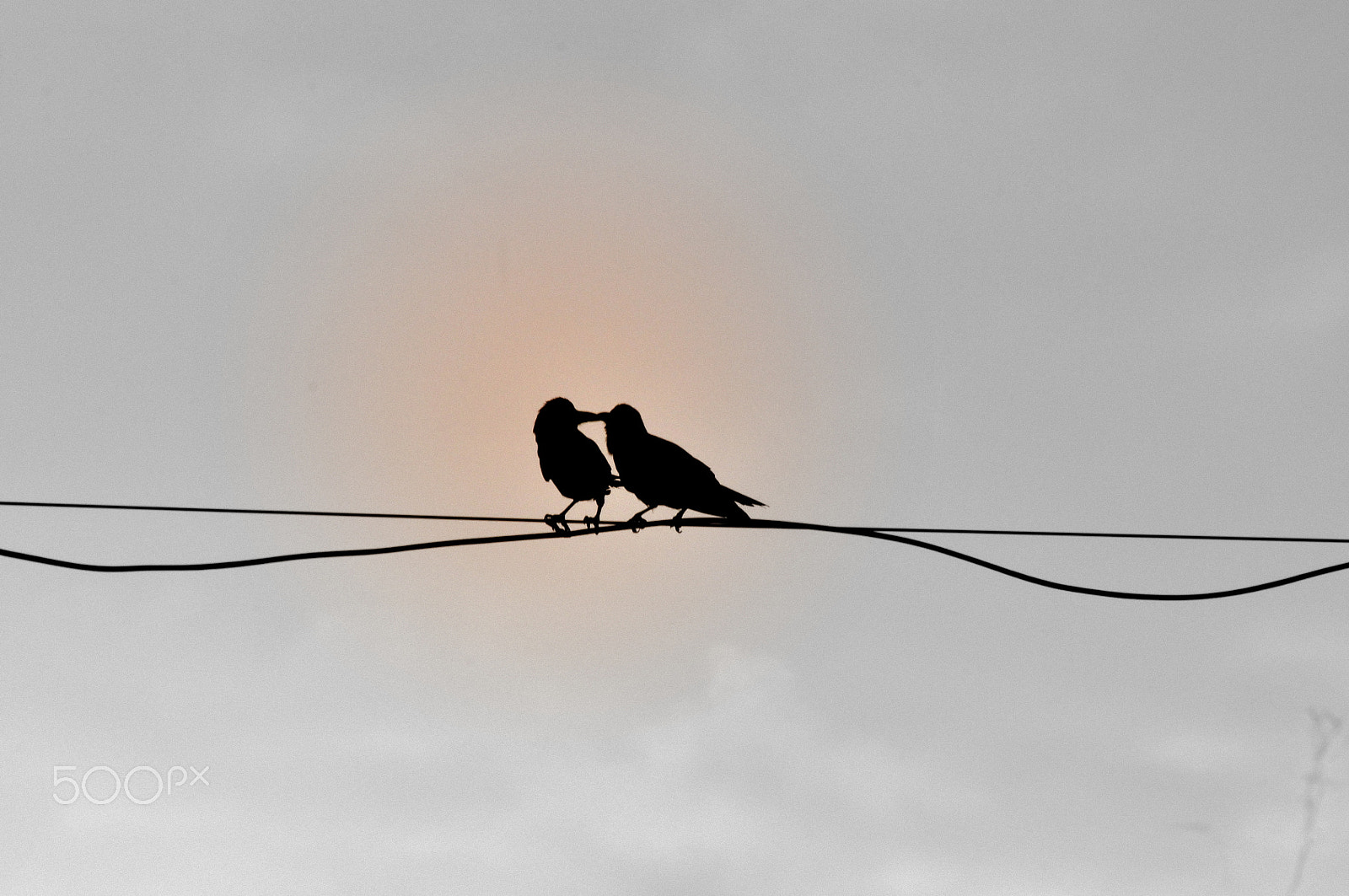 Nikon AF Nikkor 70-300mm F4-5.6G sample photo. The love affair..! photography