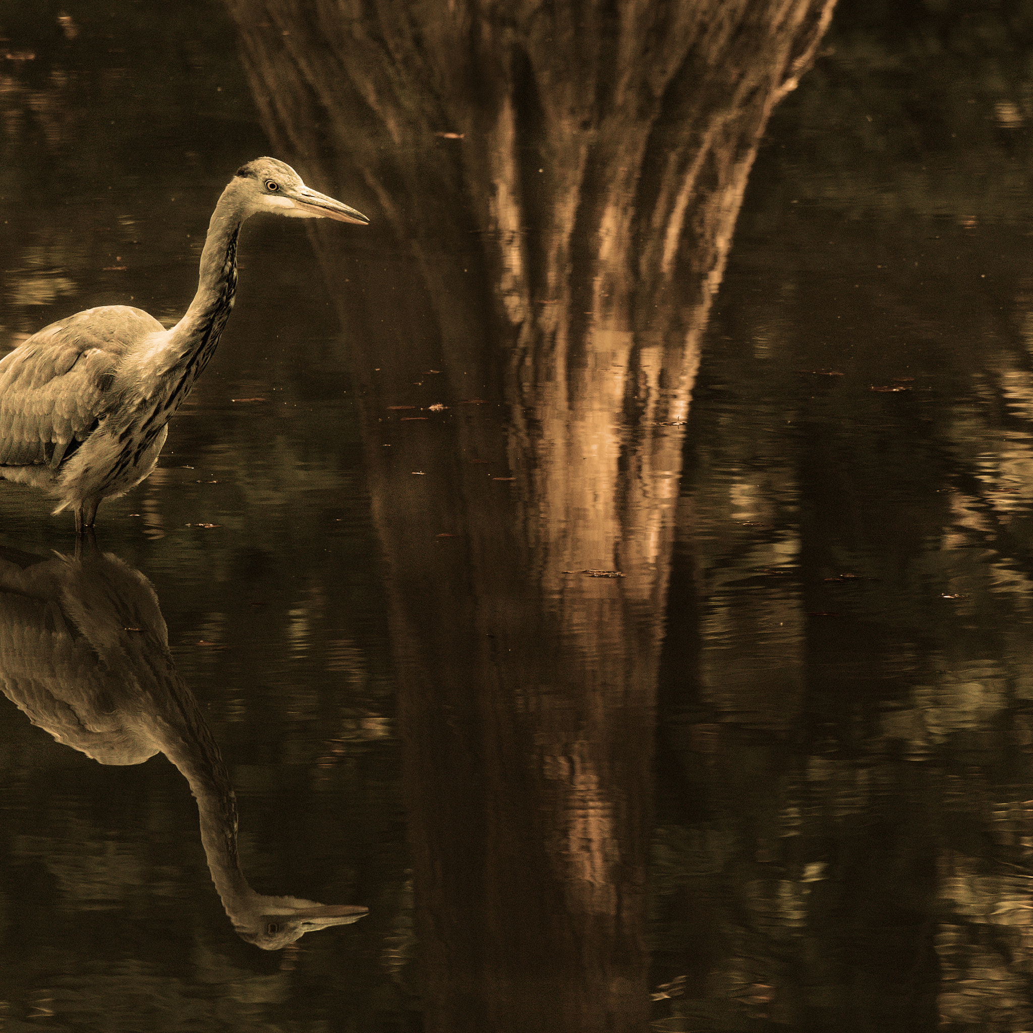 Olympus OM-D E-M5 II sample photo. Heron ii photography