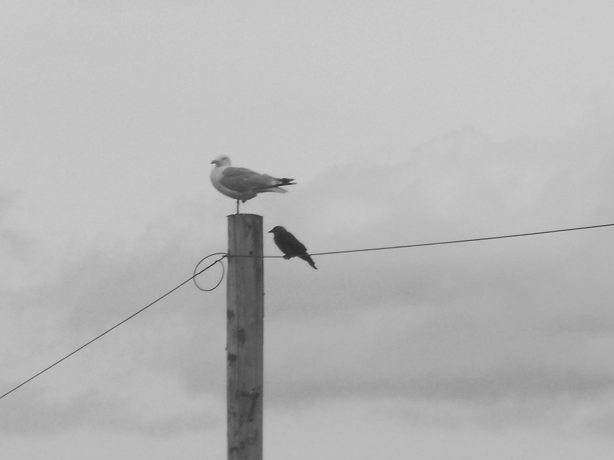 SANYO CG9 sample photo. Bird on a wire photography