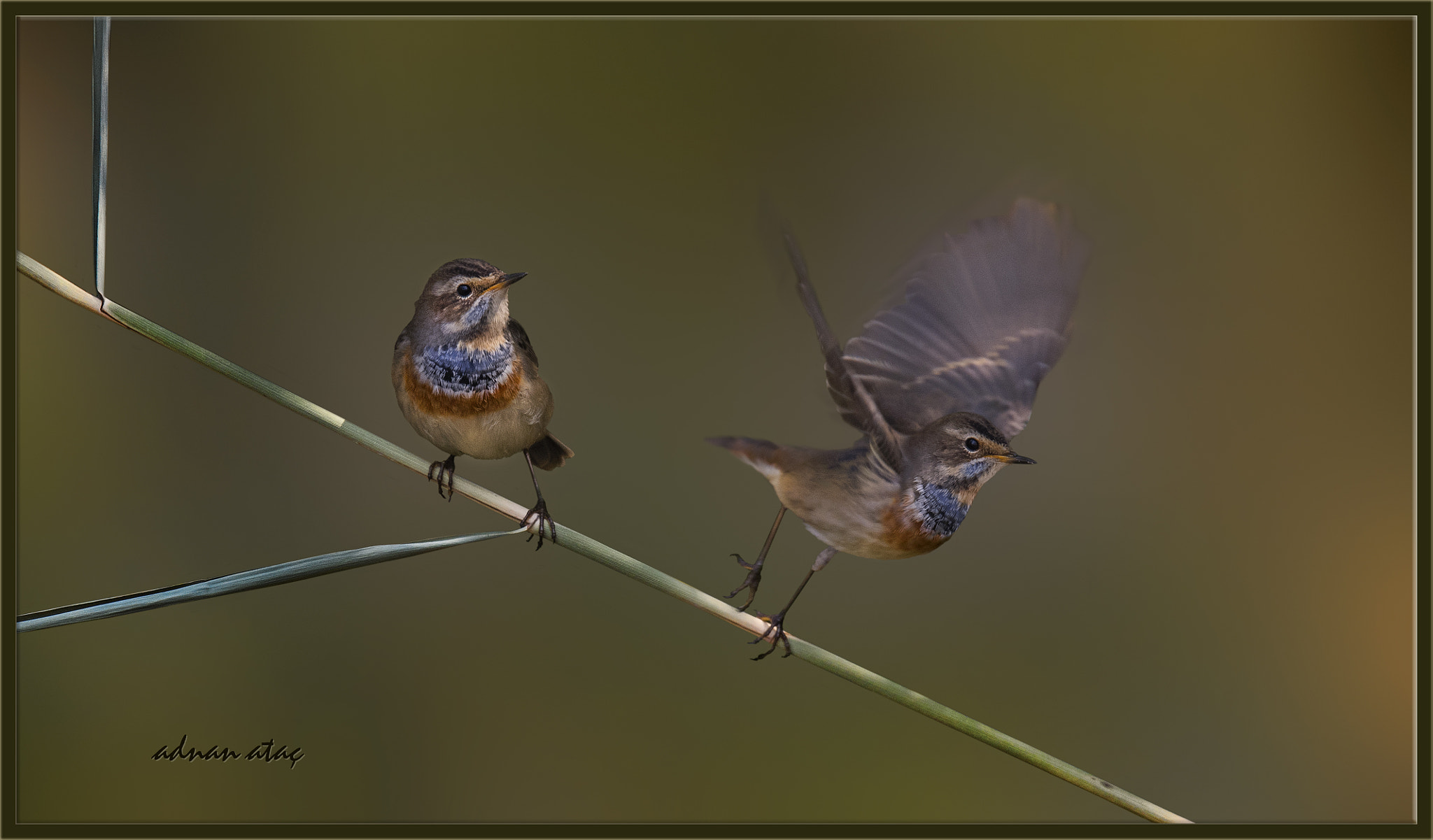 Sigma 150-600mm F5-6.3 DG OS HSM | S sample photo. Mavigerdan - bluethroat - luscinia svecica photography