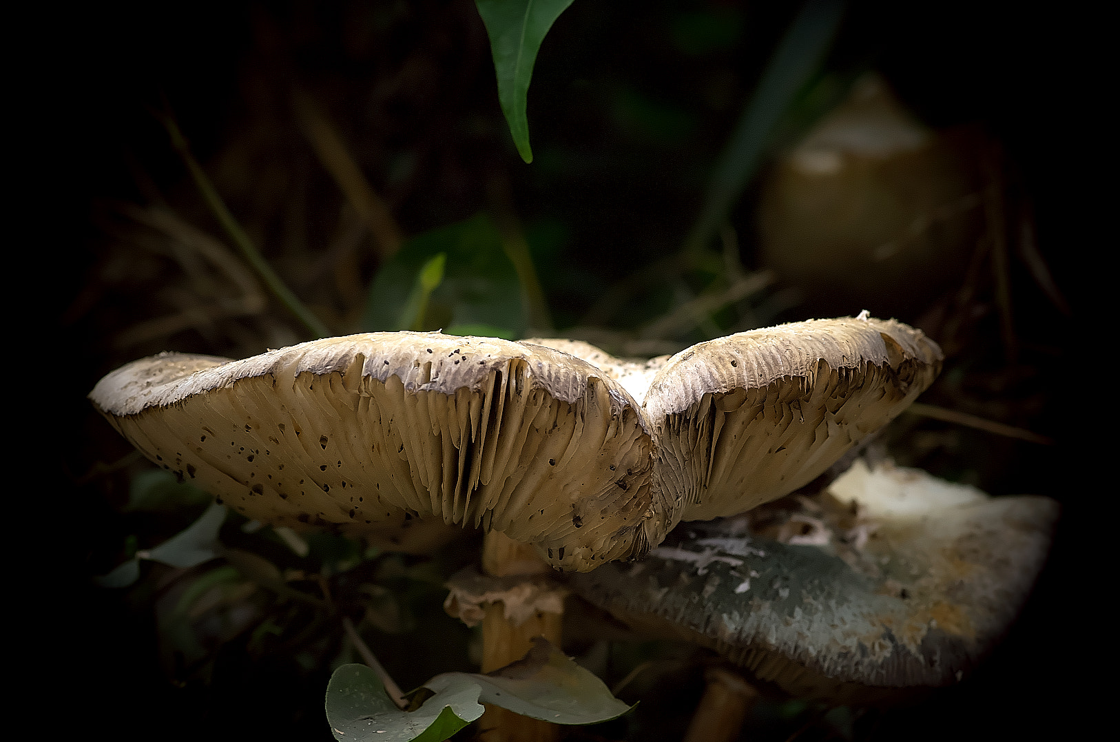 Pentax K-50 + Pentax smc D-FA 100mm F2.8 Macro WR sample photo. Mushroom photography