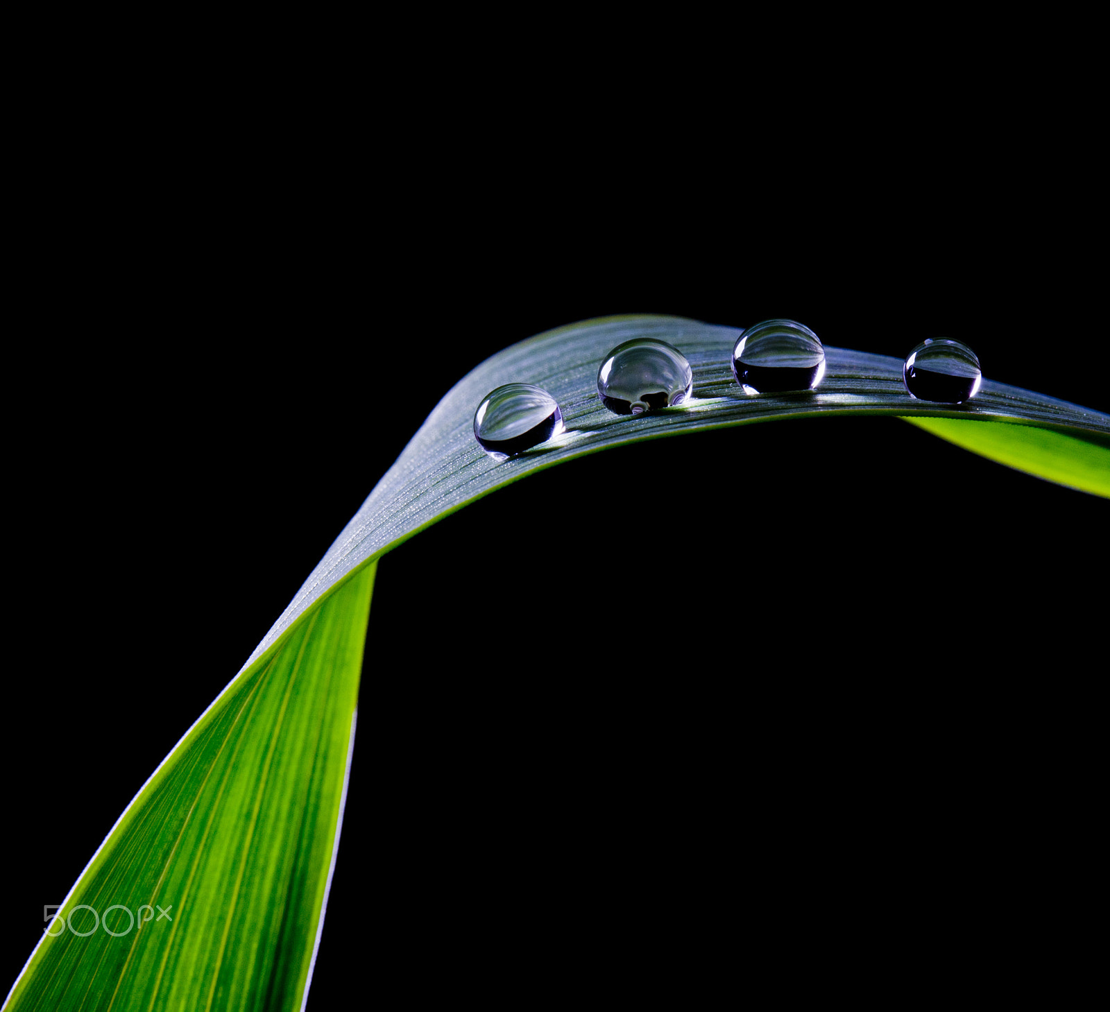 Canon EF-S 60mm F2.8 Macro USM sample photo. Tropfen photography