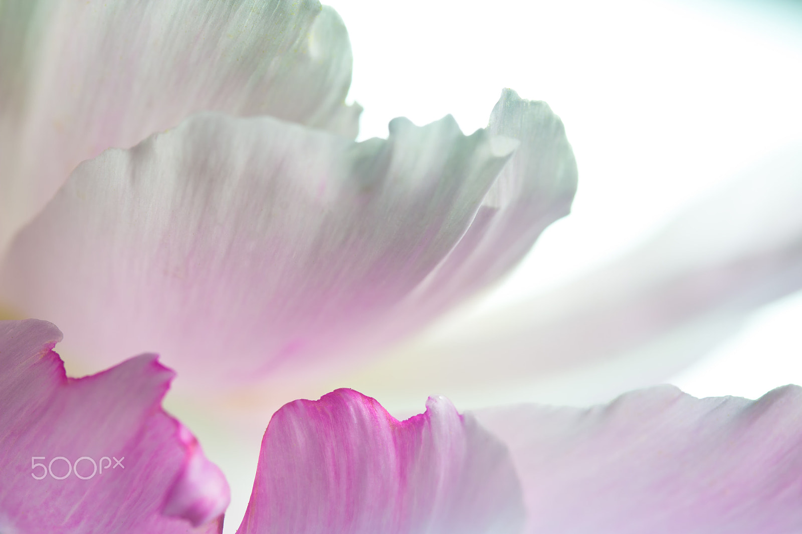 Canon EF-S 60mm F2.8 Macro USM sample photo. Floral shades of pink photography