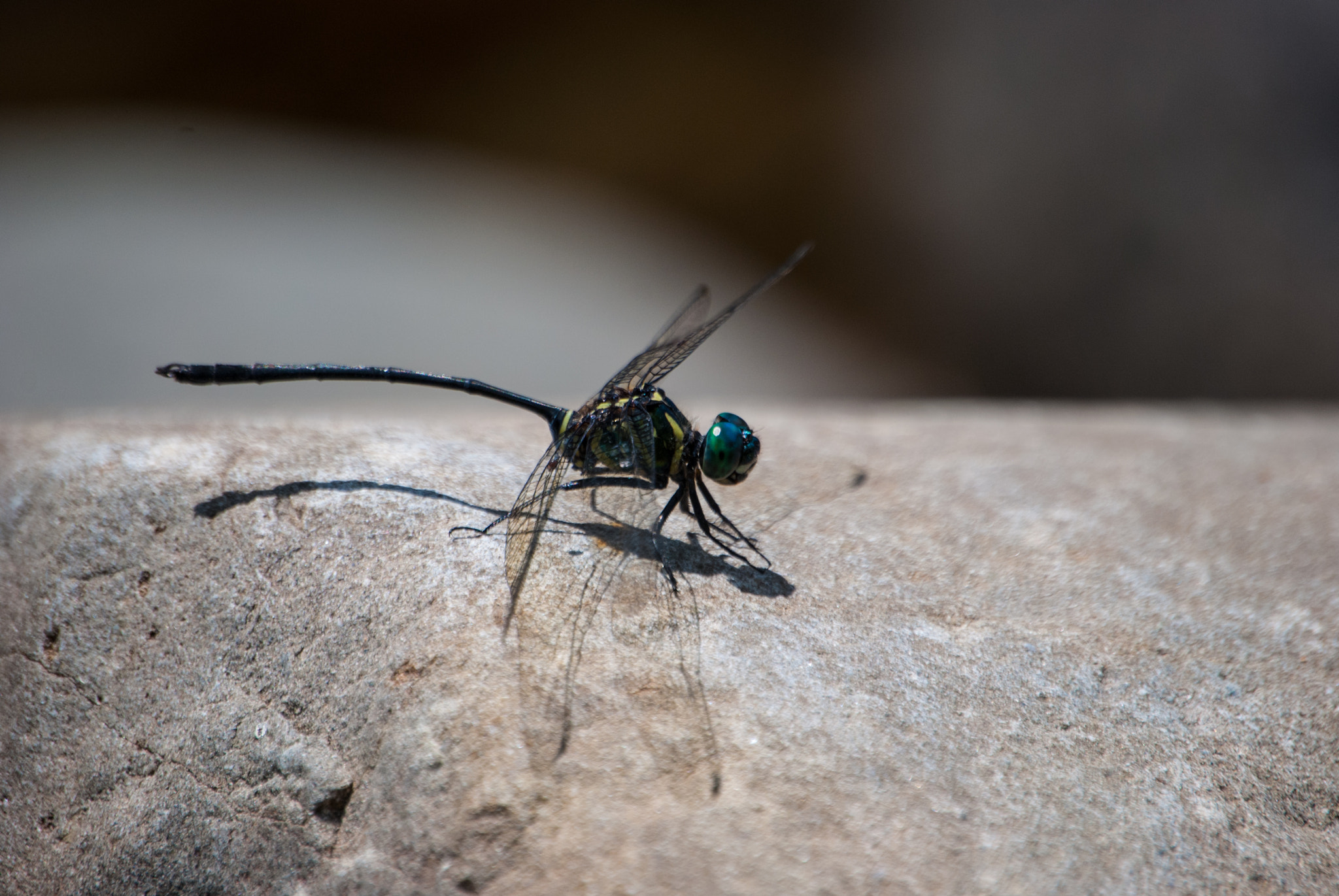 Nikon D60 sample photo. Dragonfly photography