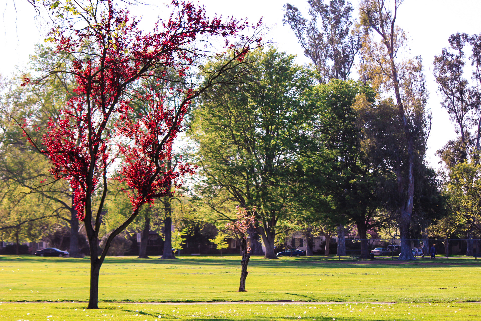 Canon EOS 100D (EOS Rebel SL1 / EOS Kiss X7) sample photo. William land park photography