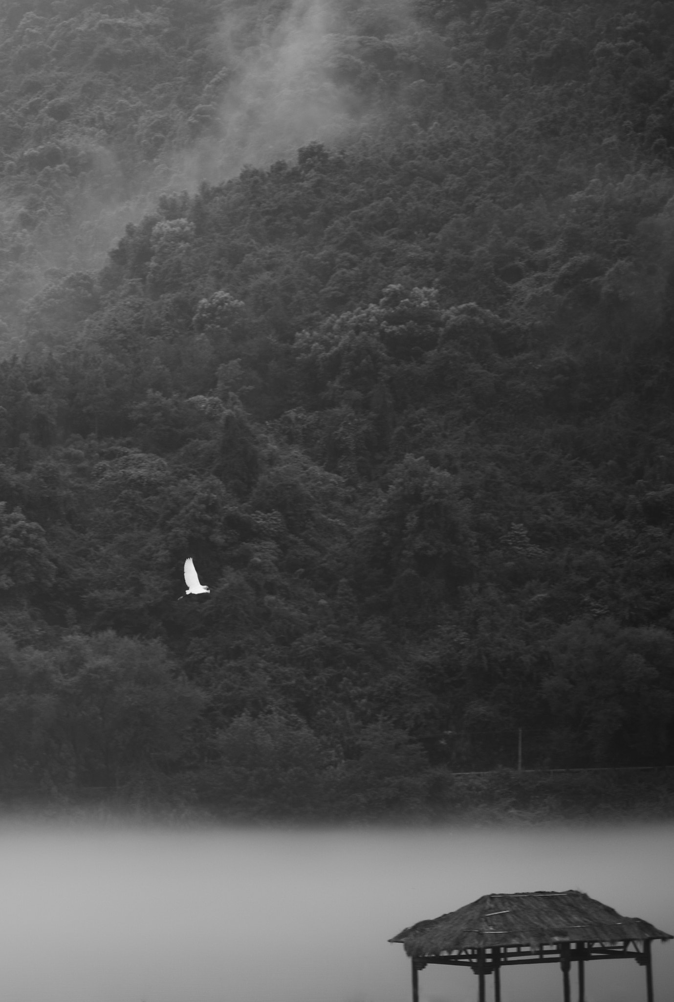 Nikon Df sample photo. Flying above photography