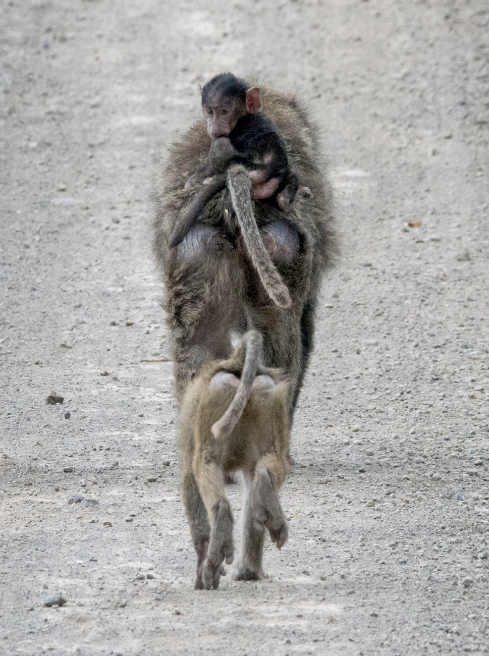 Sigma 150-500mm F5-6.3 DG OS HSM sample photo. The long walk photography