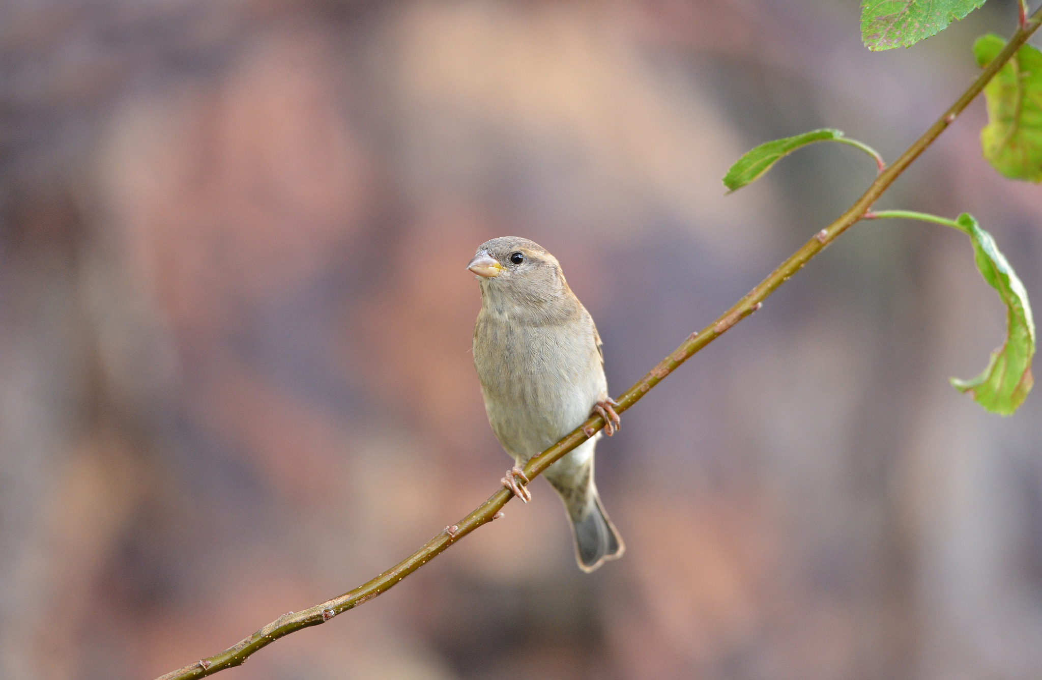 Nikon D600 + Nikon AF-S Nikkor 500mm F4G ED VR sample photo. Huismus photography