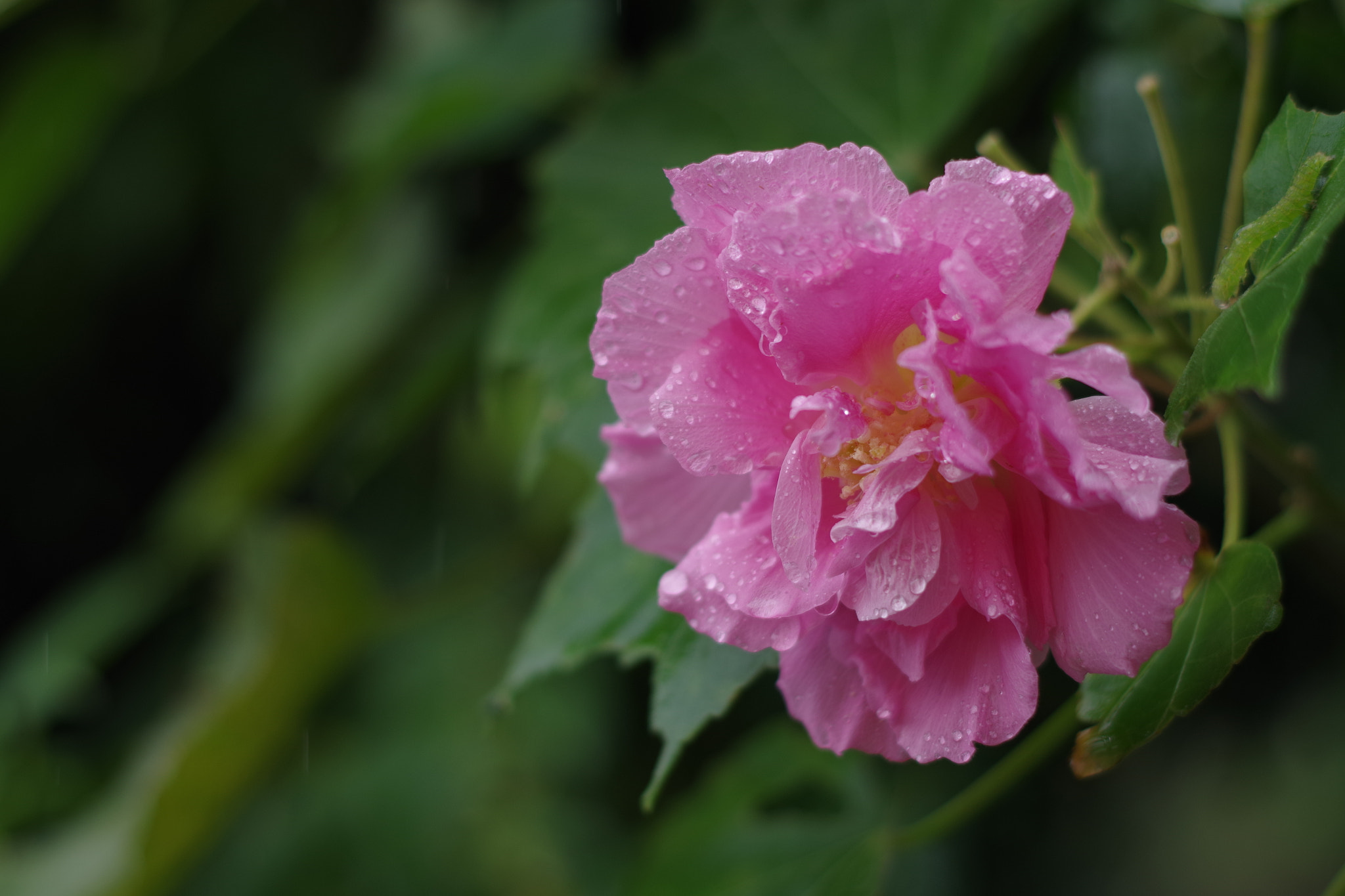 Pentax smc DA 50mm F1.8 sample photo. Double-petaled hibiscus syriacus (八重咲きムクゲ) photography