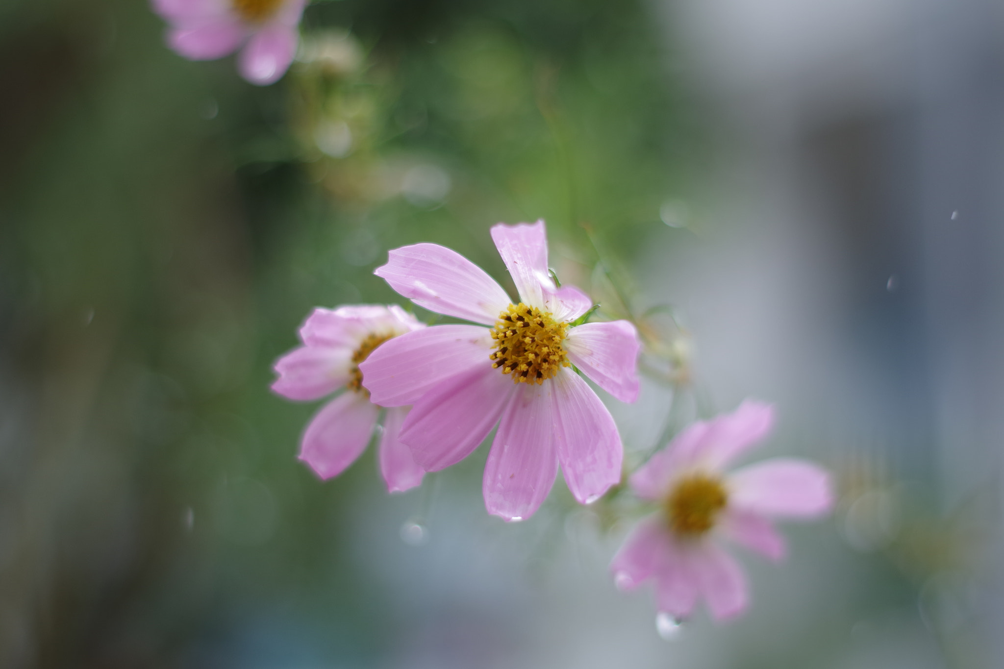 Pentax smc DA 50mm F1.8 sample photo. Cosmos (コスモス) photography