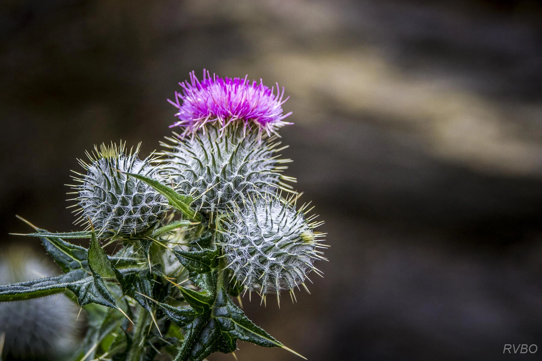 Canon EF 70-200mm F4L IS USM sample photo. Scottish icon ii photography