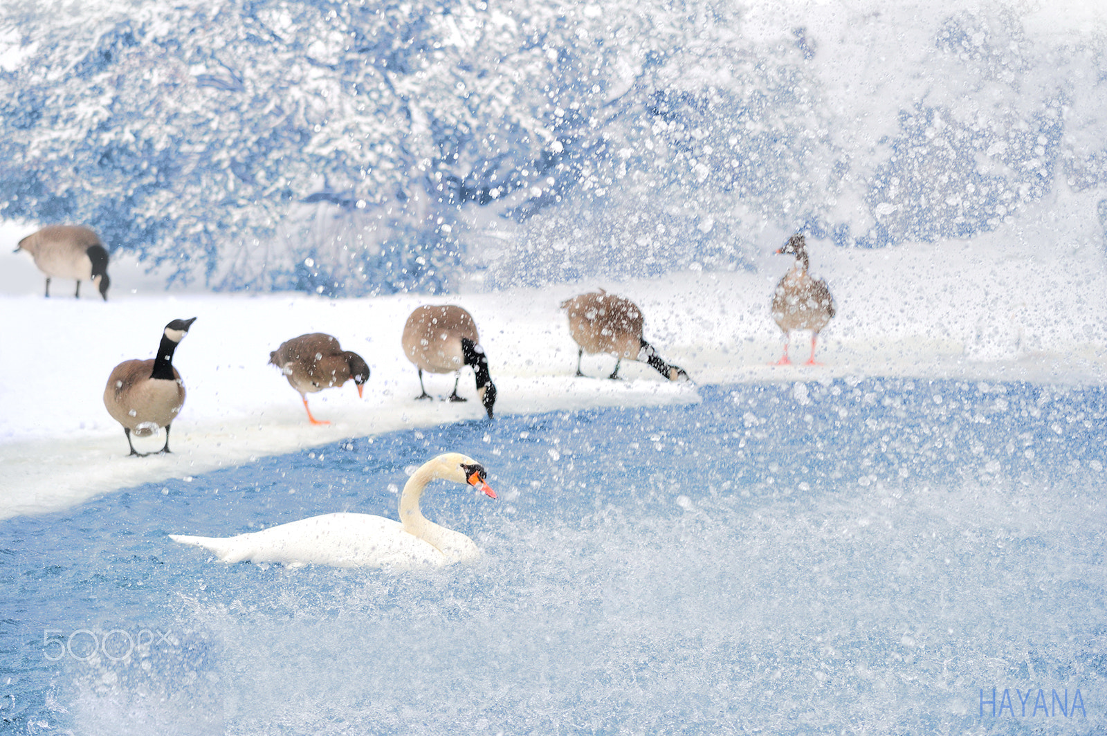 Nikon D3S sample photo. Visitors photography