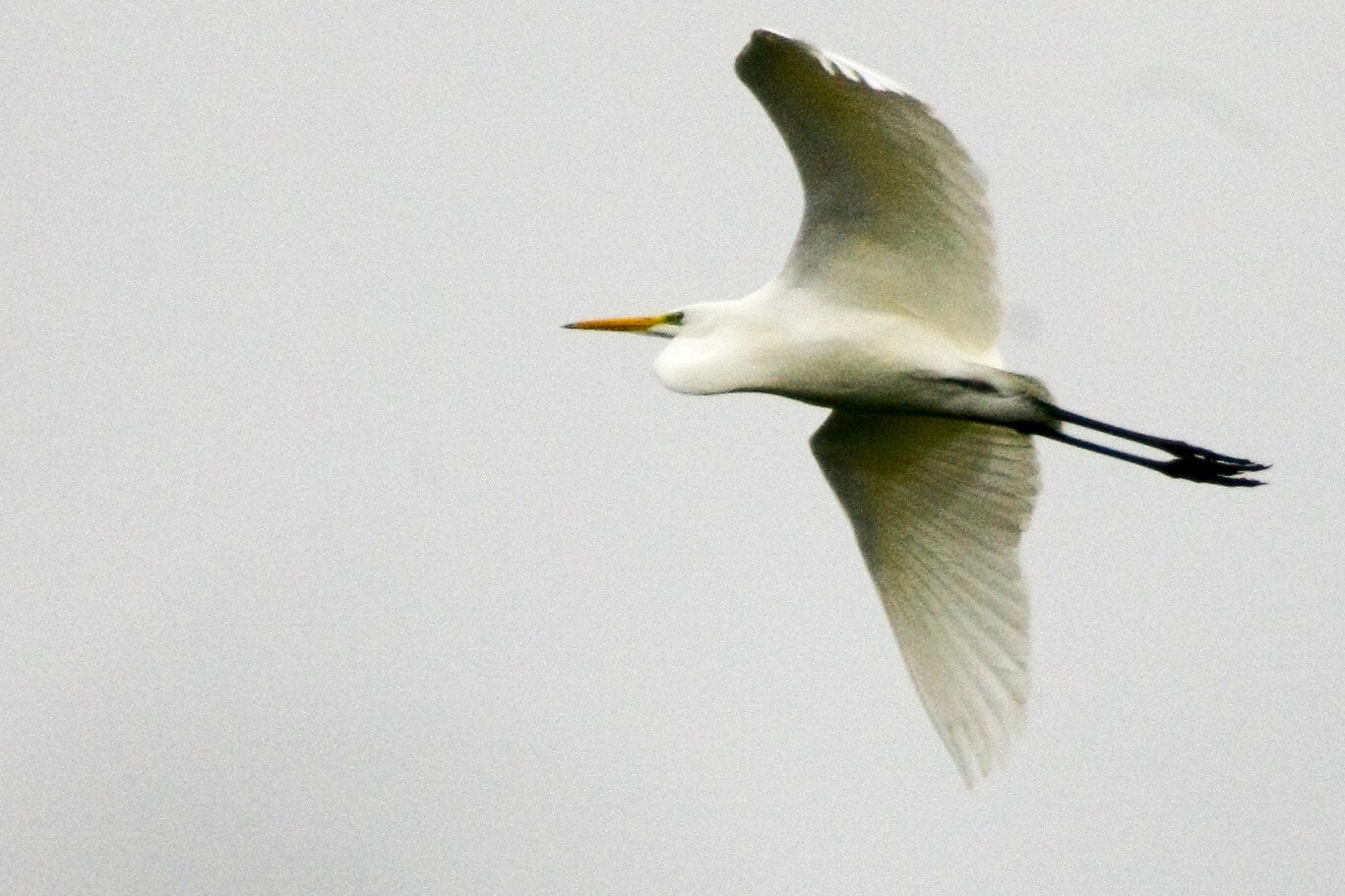 Canon EOS-1Ds Mark III + Tamron SP 150-600mm F5-6.3 Di VC USD sample photo. Egret photography