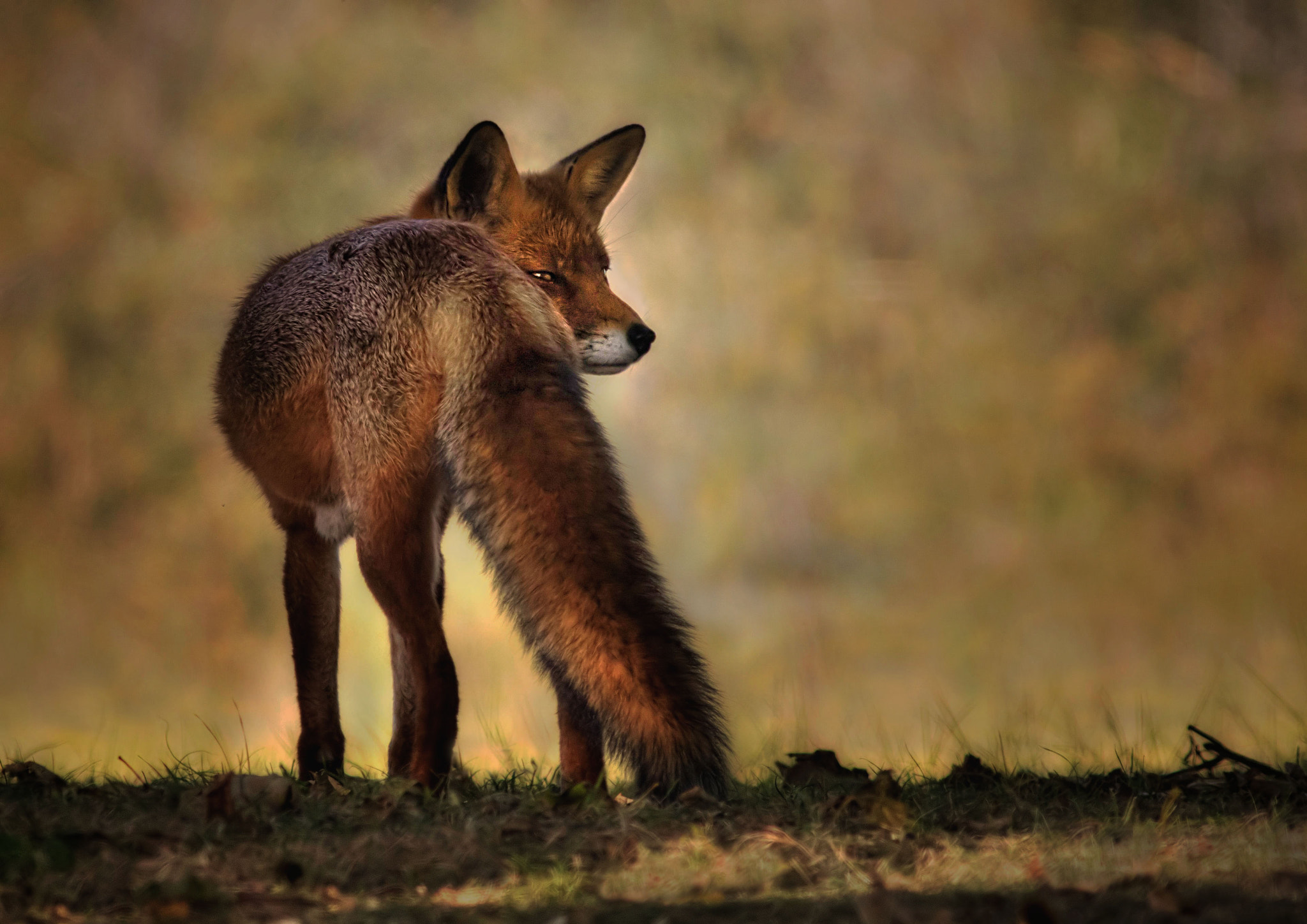 Canon EF 400mm F5.6L USM sample photo. Red fox photography
