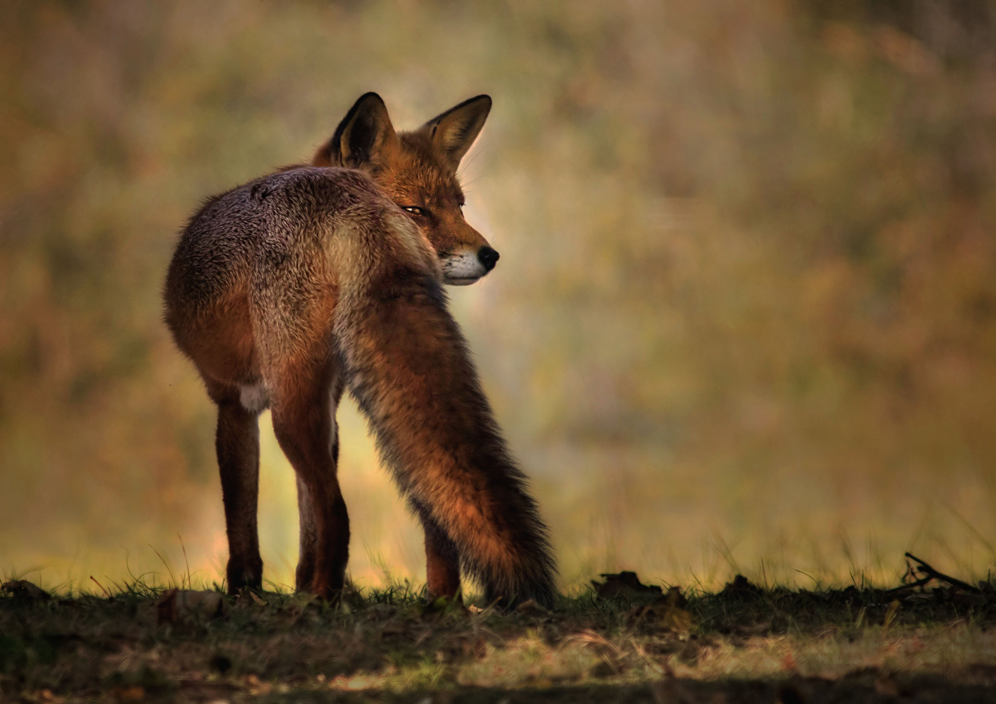 Canon EOS 7D Mark II + Canon EF 400mm F5.6L USM sample photo. Red fox photography