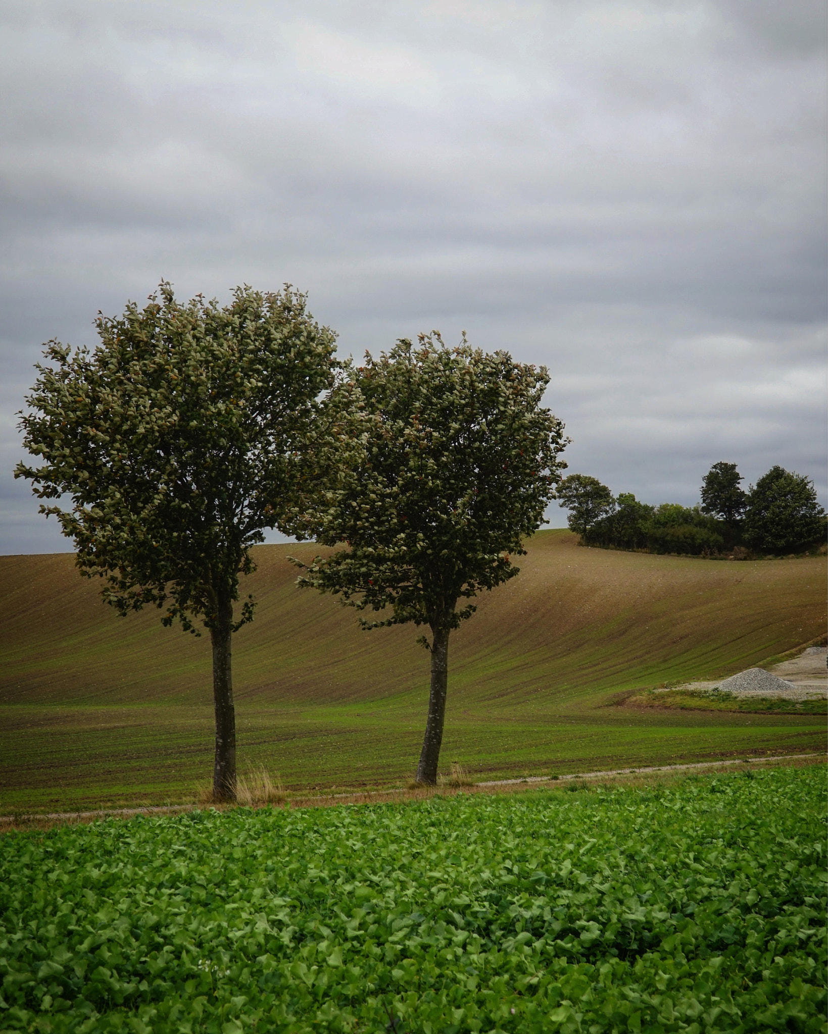 Sony E PZ 18-105mm F4 G OSS sample photo