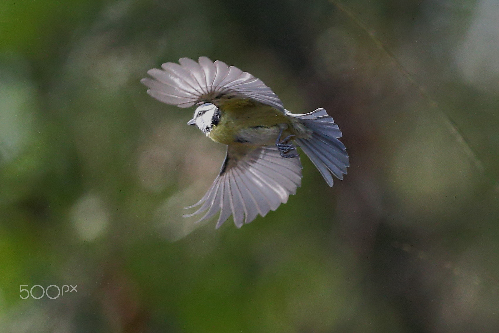 Canon EF 300mm F2.8L IS USM sample photo. Dreaming photography