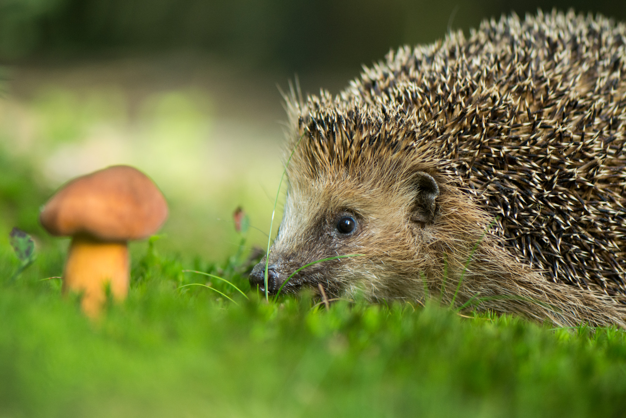 Nikon AF-S Micro-Nikkor 105mm F2.8G IF-ED VR sample photo. Hedgehog photography