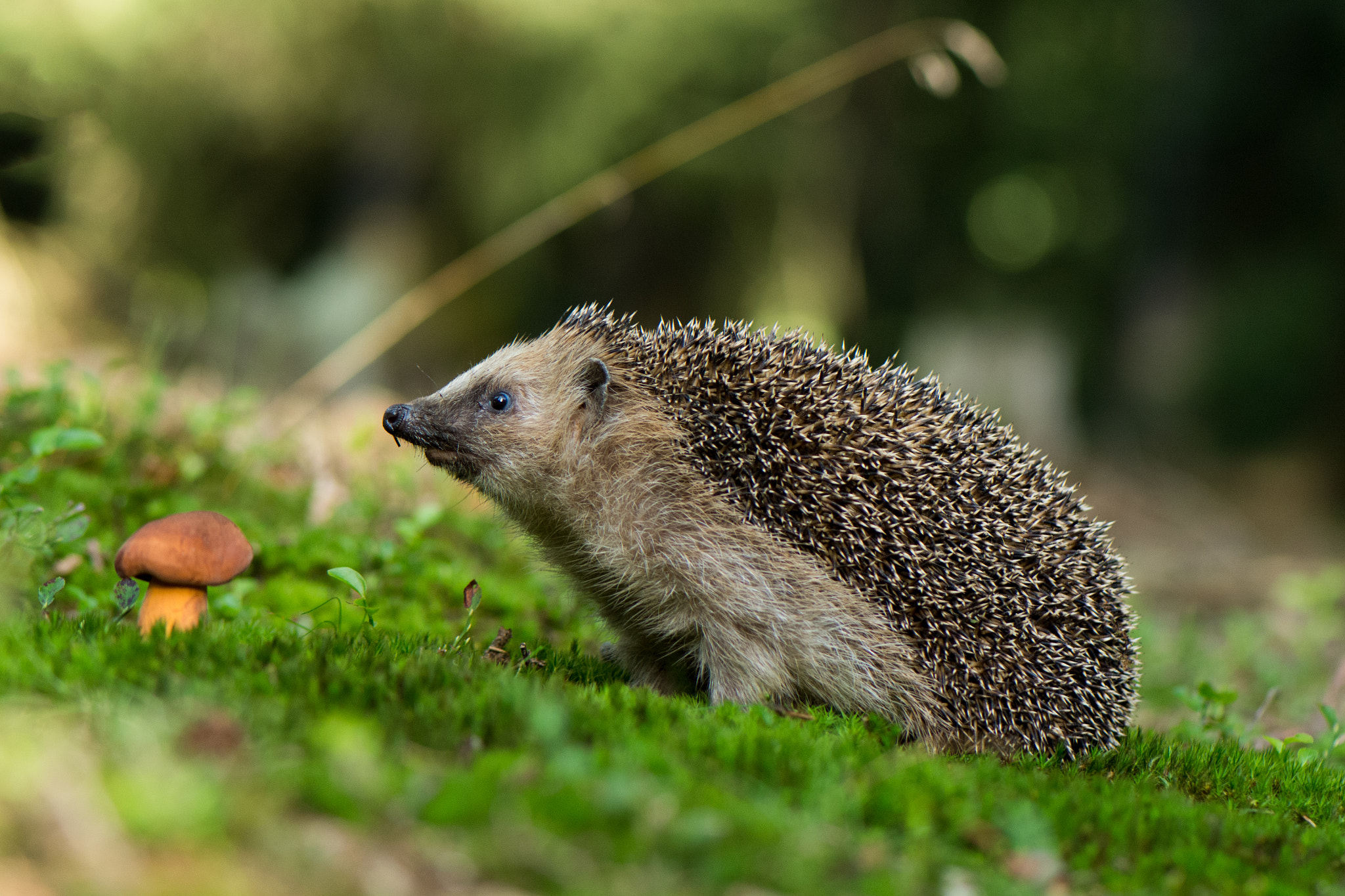 Nikon AF-S Micro-Nikkor 105mm F2.8G IF-ED VR sample photo. Hedgehog photography